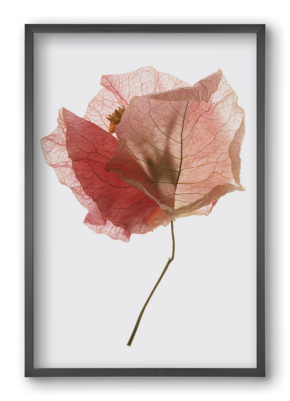 Bougainvillea study, 40x60 cm (40x60 cm), Fekete keret