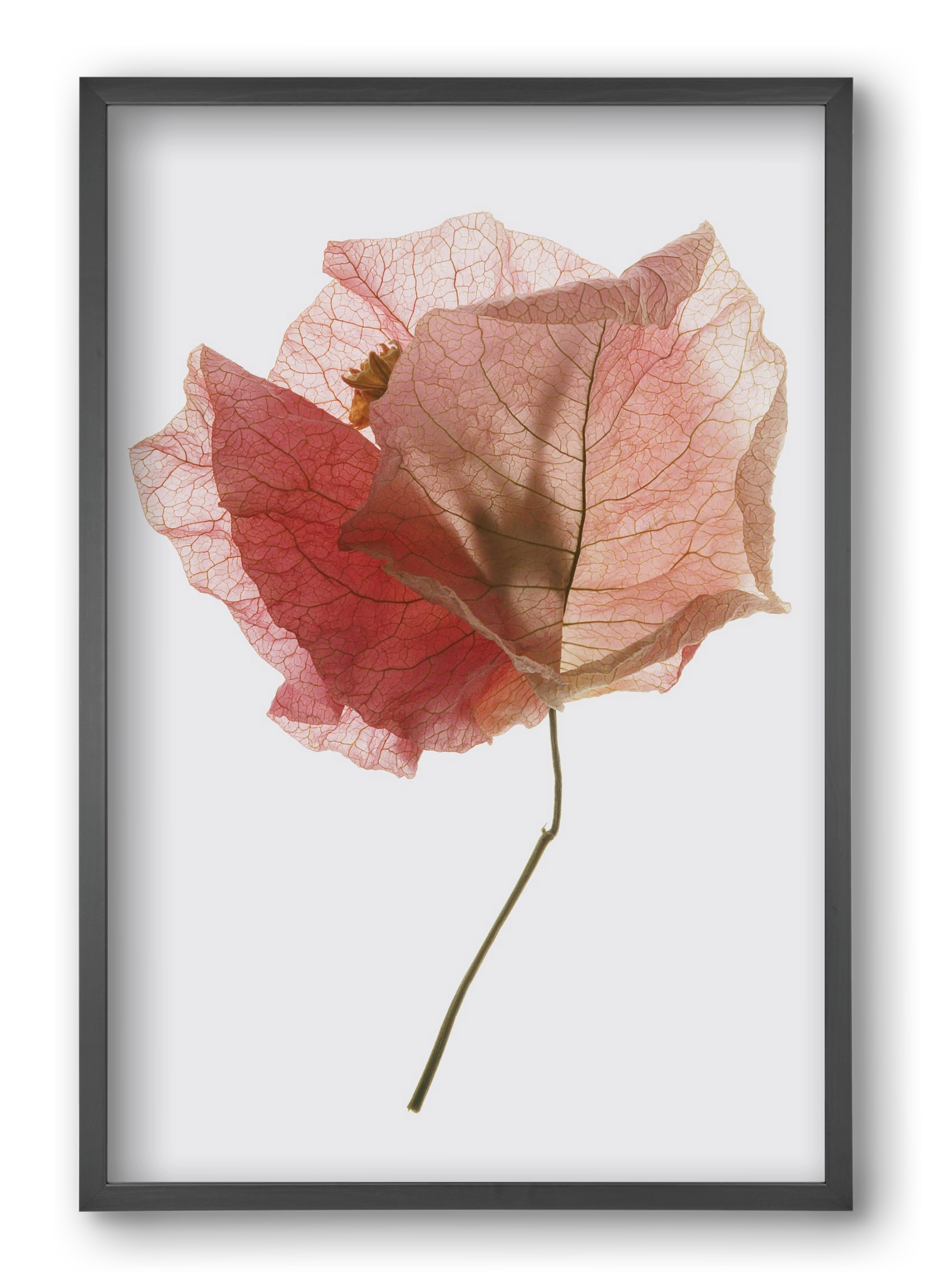 Bougainvillea study, 40x60 cm (40x60 cm), Fekete keret