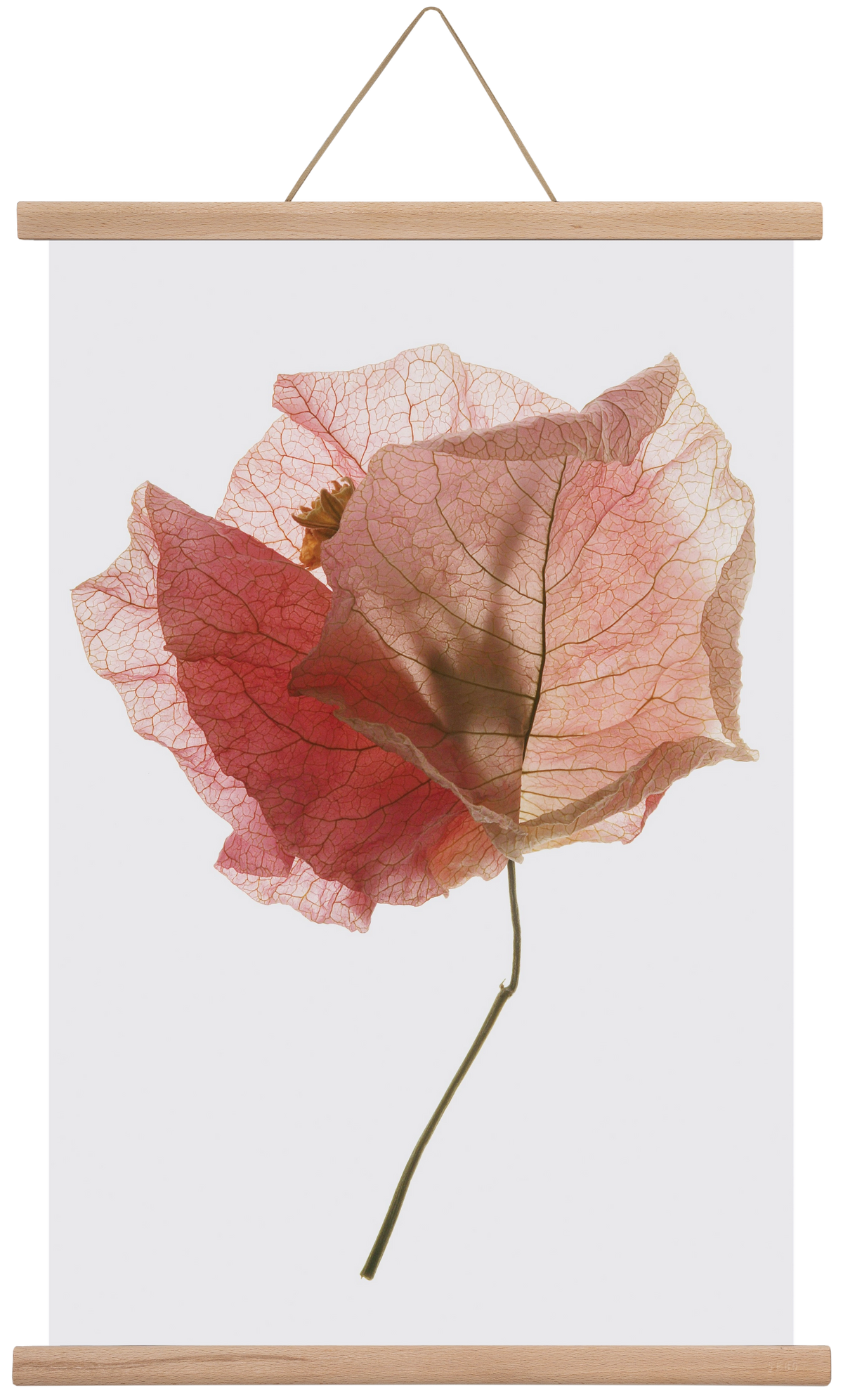 Bougainvillea study, 40x60 cm (40x60 cm), Tölgy akasztó