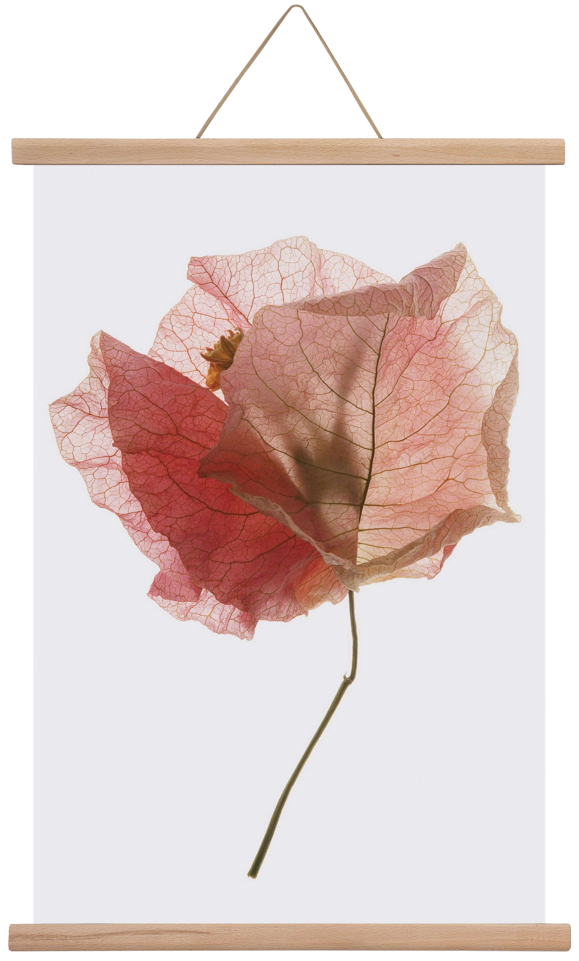 Bougainvillea study, 40x60 cm (40x60 cm), Tölgy akasztó