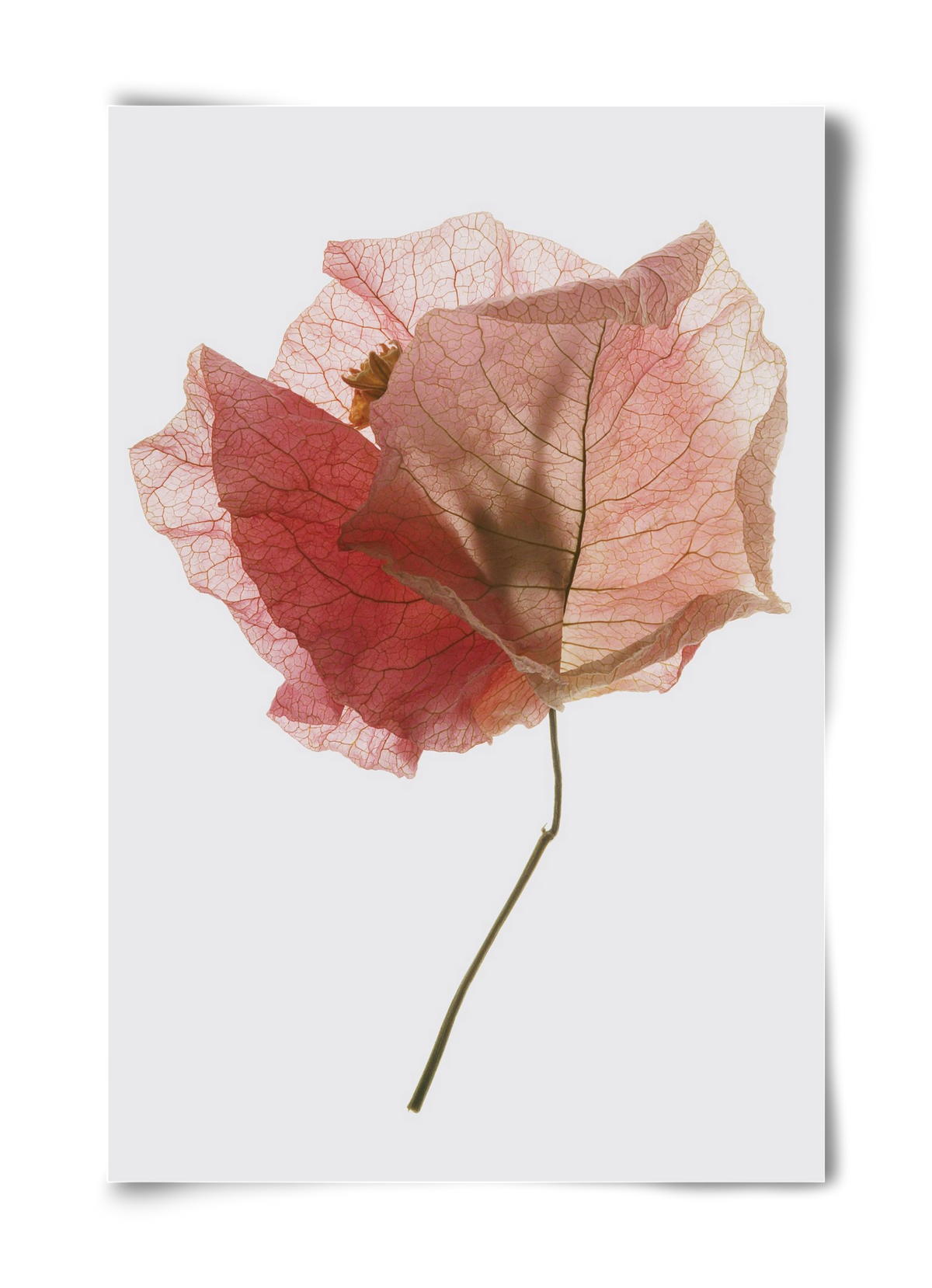 Bougainvillea study, 40x60 cm, Keret nélkül