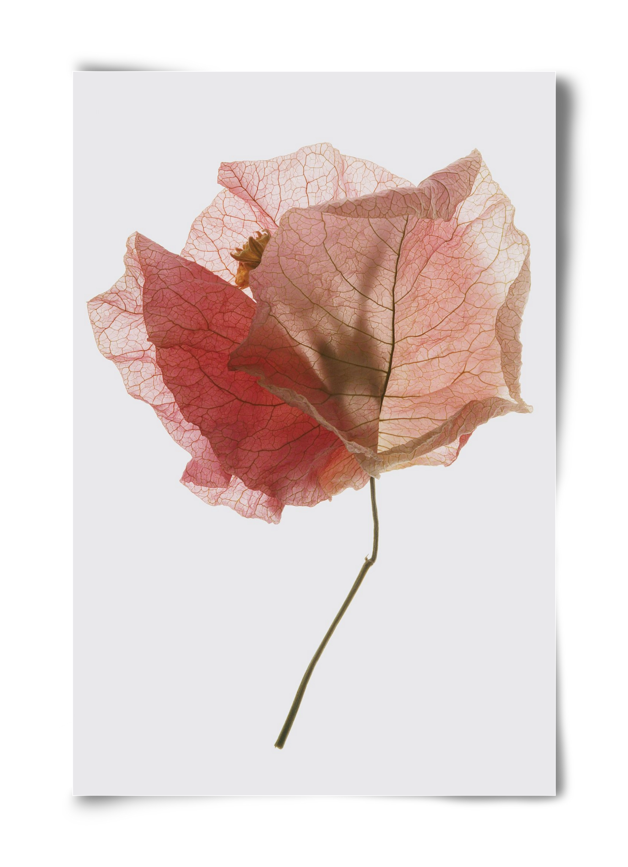Bougainvillea study, 40x60 cm, Keret nélkül
