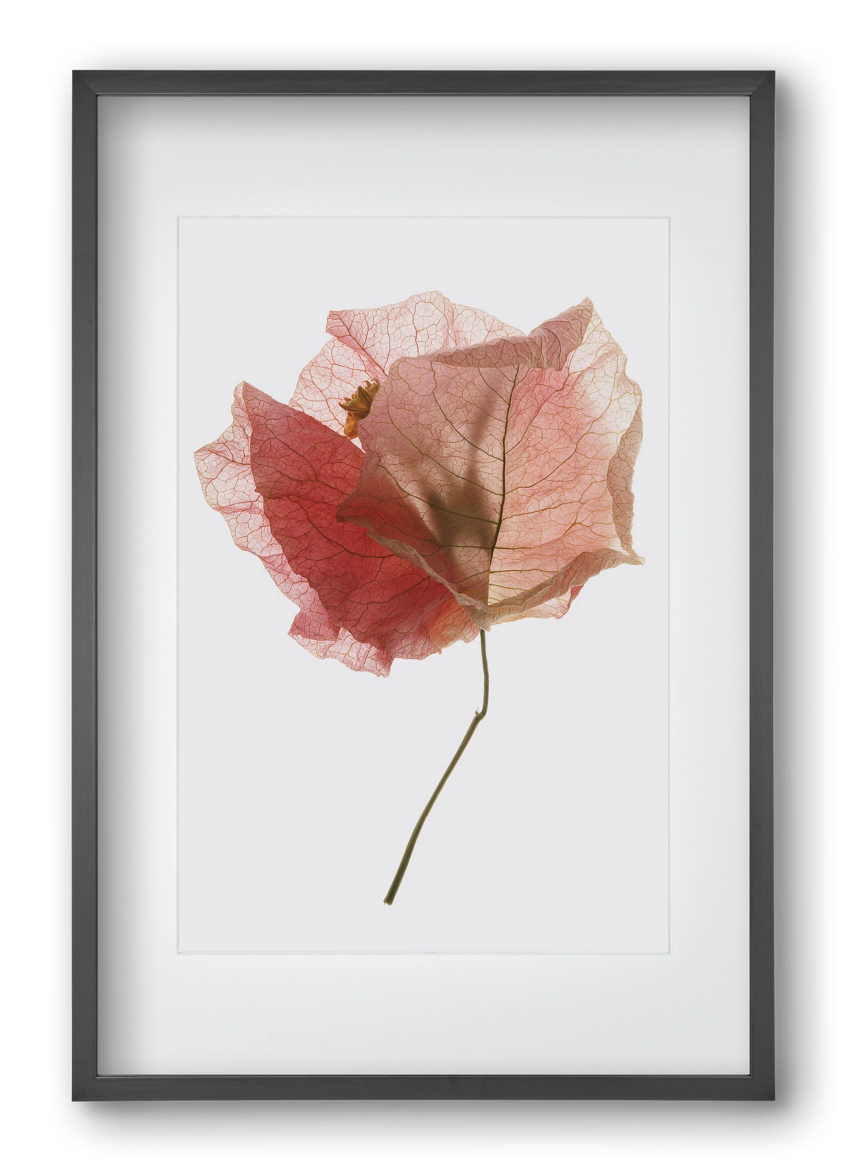 Bougainvillea study, 40x60 cm (30x45 cm), Fekete keret, paszpartuval
