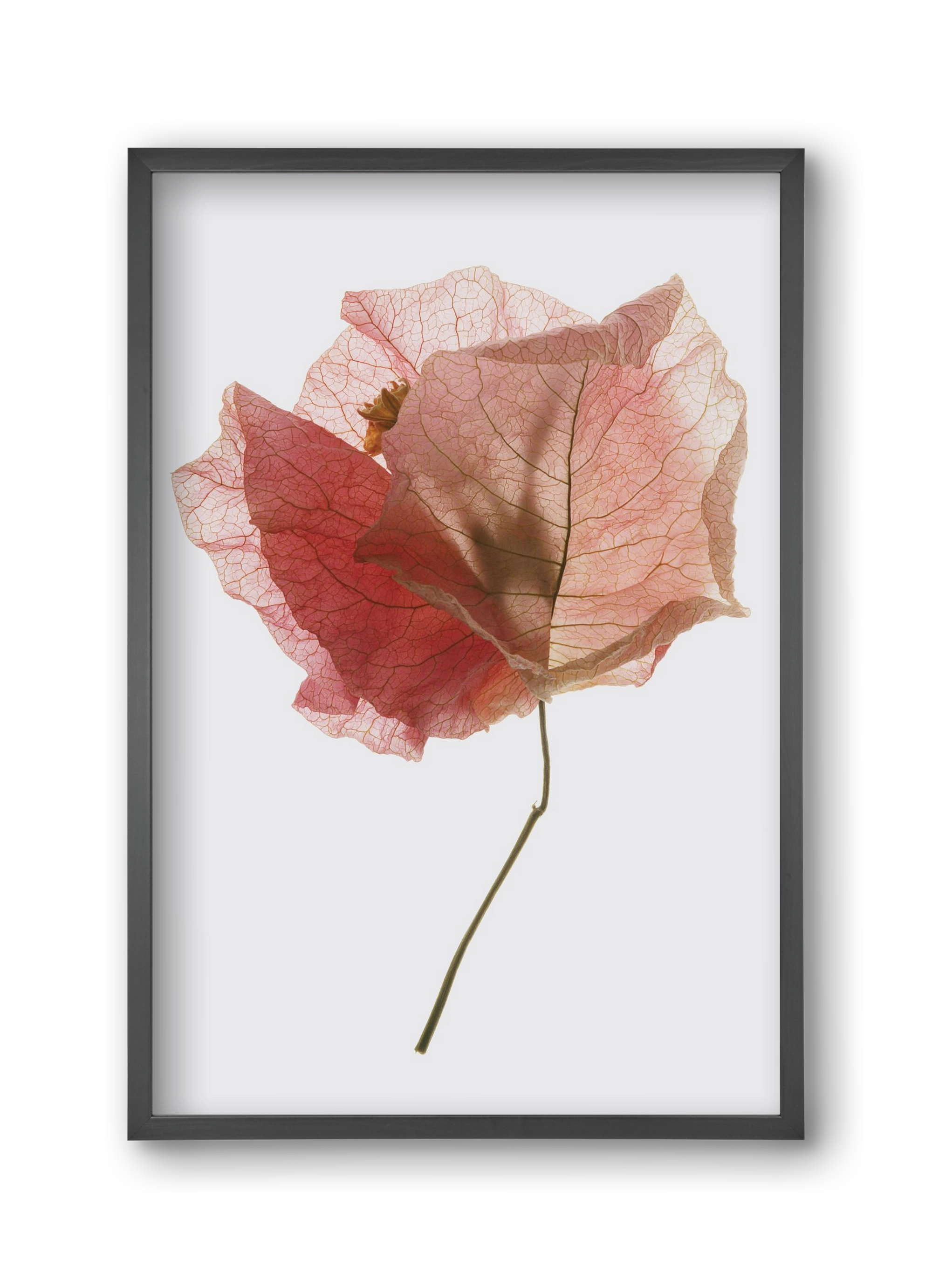 Bougainvillea study, 30x45 cm (30x45 cm), Fekete keret