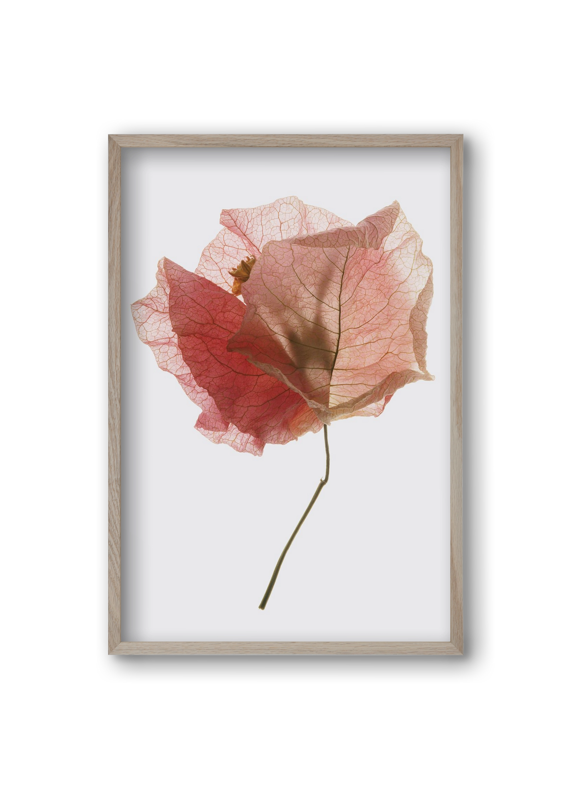 Bougainvillea study, 20x30 cm (20x30 cm), Tölgy keret