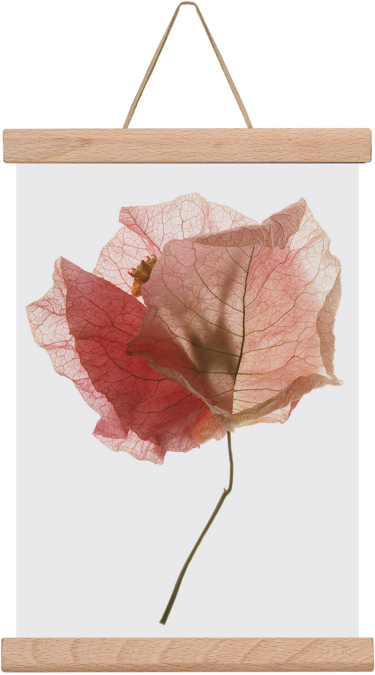Bougainvillea study, 20x30 cm (20x30 cm), Tölgy akasztó