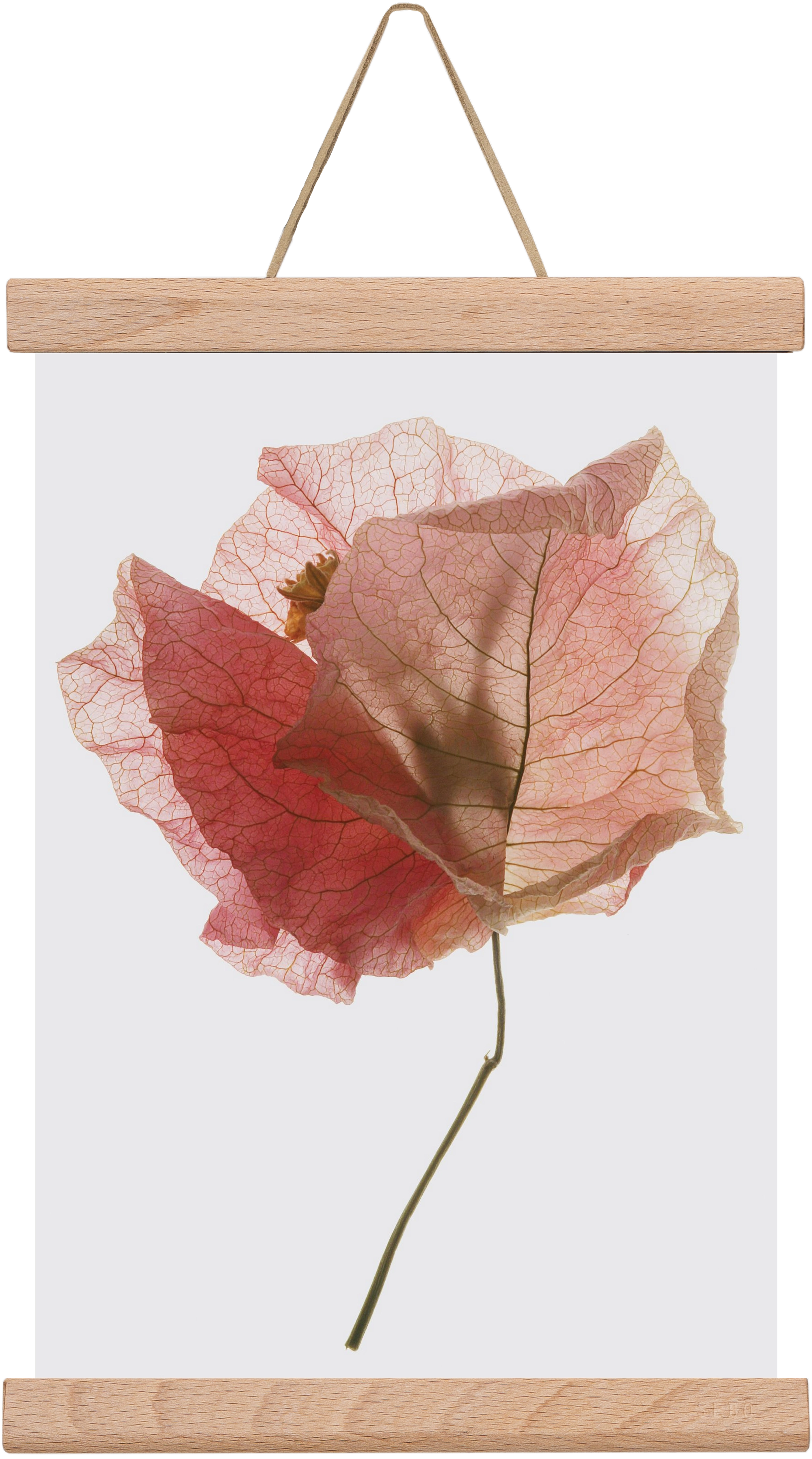 Bougainvillea study, 20x30 cm (20x30 cm), Tölgy akasztó