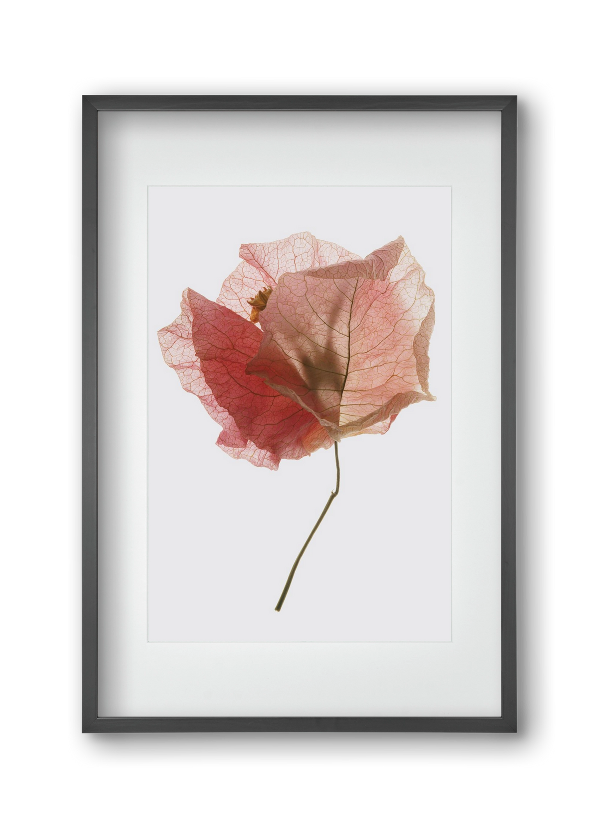 Bougainvillea study, 30x45 cm (20x30 cm), Fekete keret, paszpartuval
