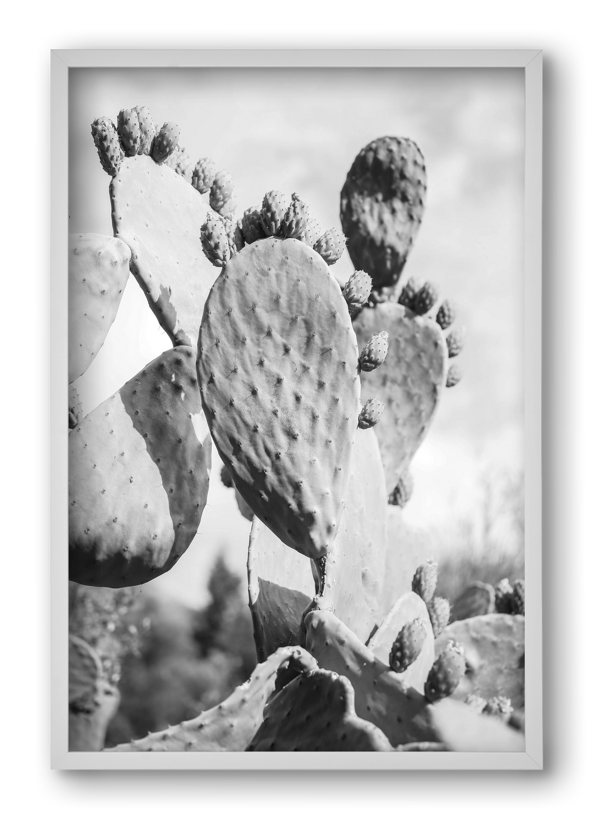 Cacti Cowboy, 40x60 cm (40x60 cm), Fehér keret