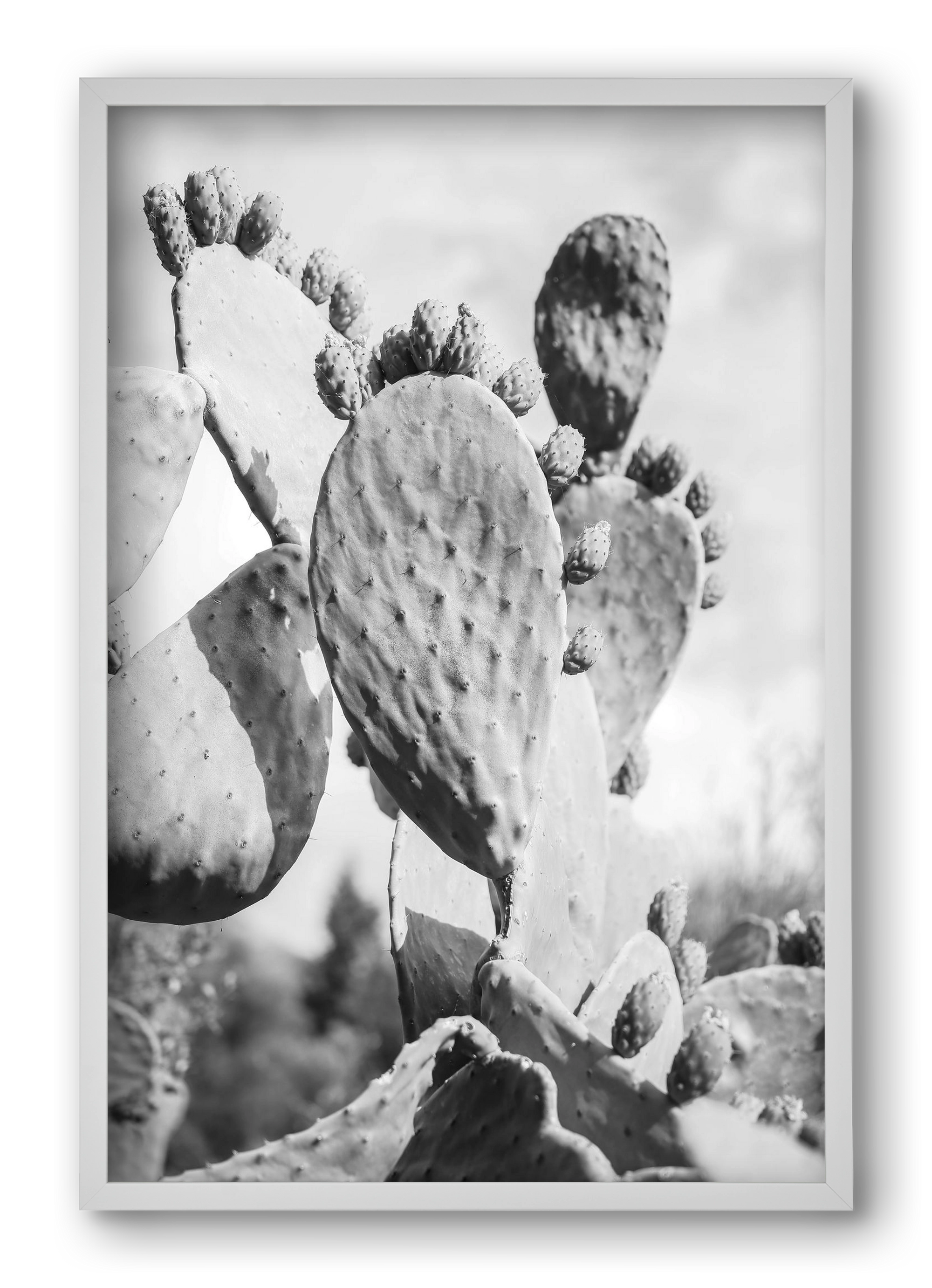 Cacti Cowboy, 40x60 cm (40x60 cm), Fehér keret