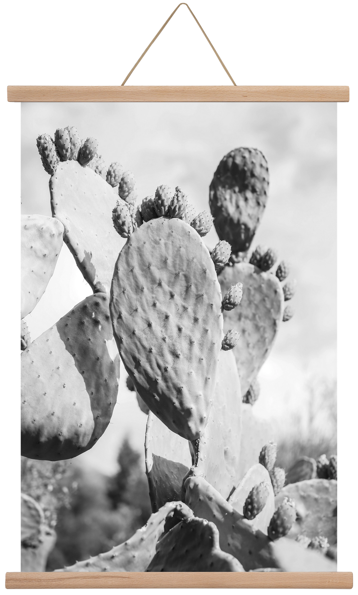 Cacti Cowboy, 40x60 cm (40x60 cm), Tölgy akasztó