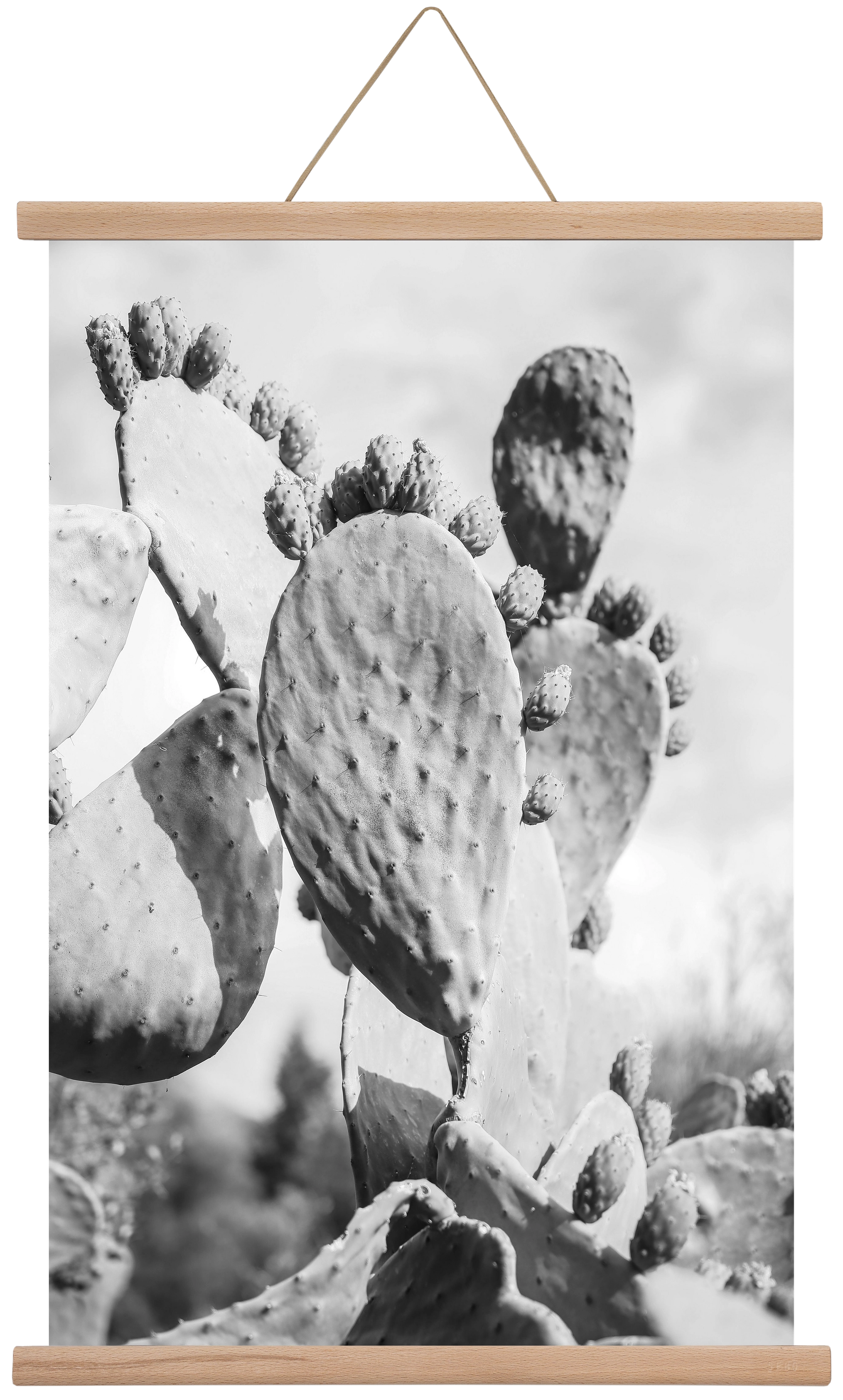 Cacti Cowboy, 40x60 cm (40x60 cm), Tölgy akasztó