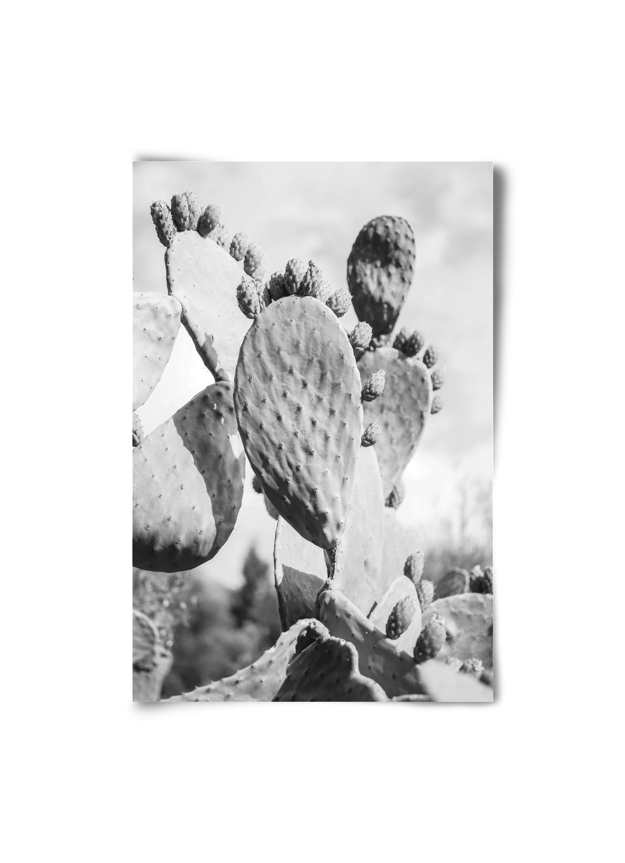 Cacti Cowboy, 20x30 cm, Keret nélkül