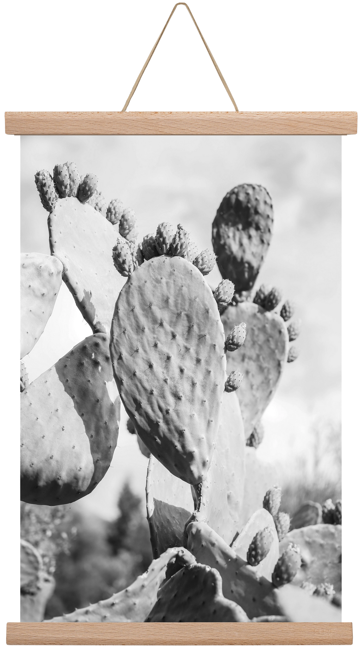 Cacti Cowboy, 30x45 cm (30x45 cm), Tölgy akasztó