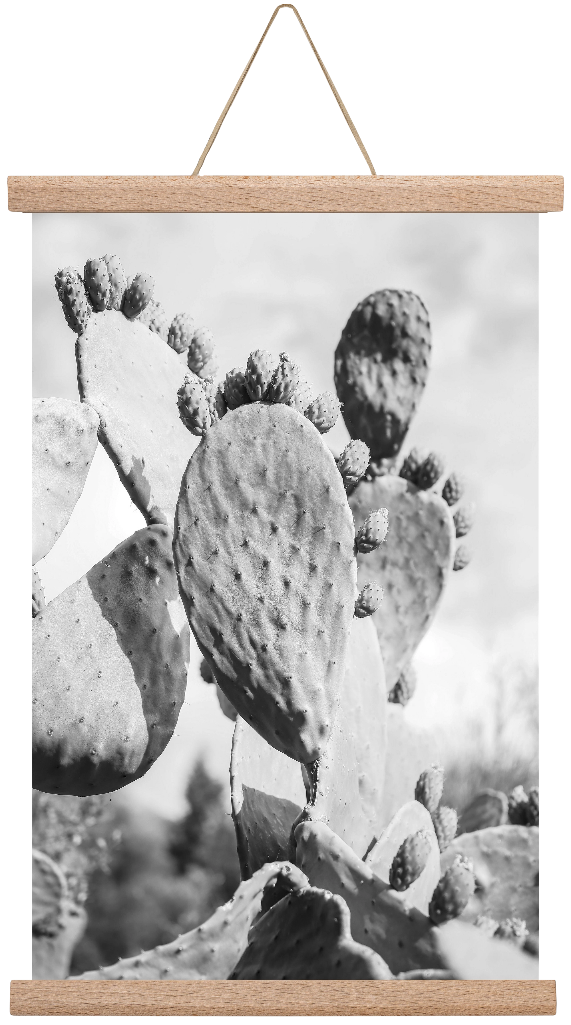 Cacti Cowboy, 30x45 cm (30x45 cm), Tölgy akasztó