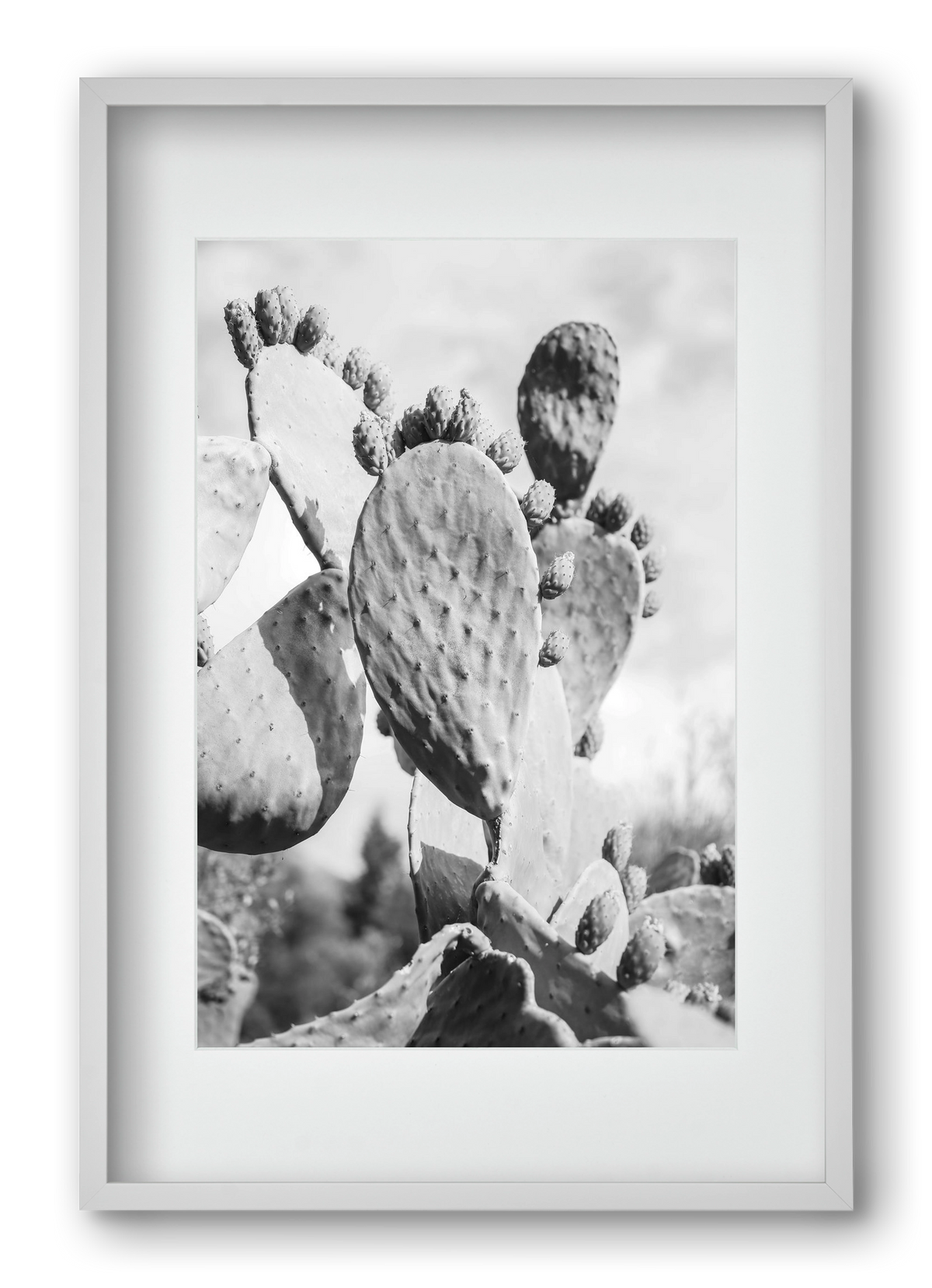 Cacti Cowboy, 40x60 cm (30x45 cm), Fehér keret, paszpartuval