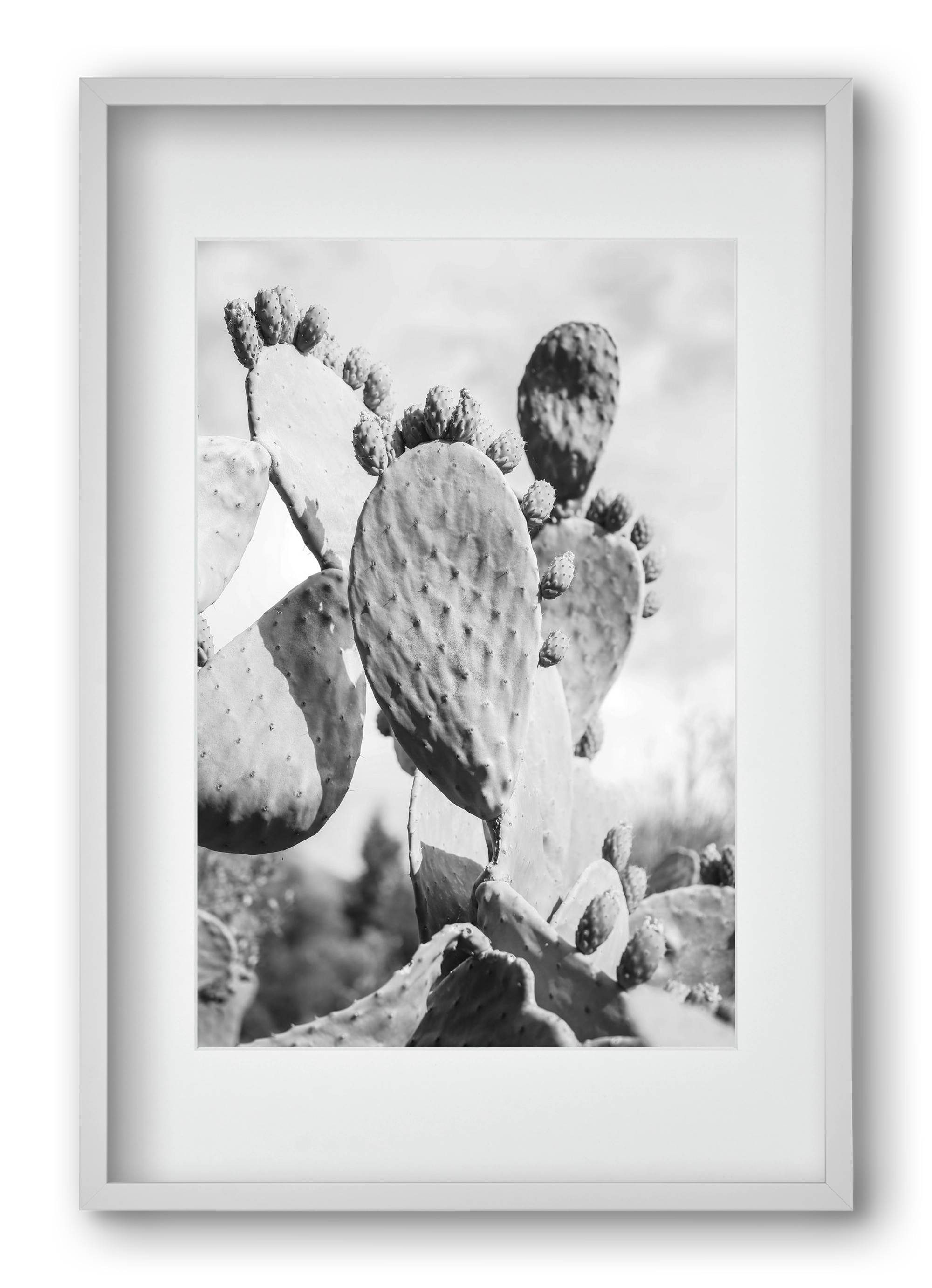 Cacti Cowboy, 40x60 cm (30x45 cm), Fehér keret, paszpartuval