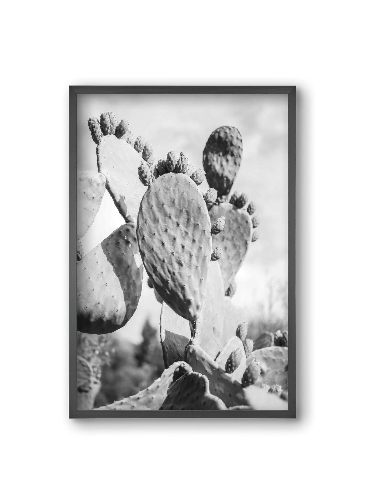 Cacti Cowboy, 20x30 cm (20x30 cm), Fekete keret