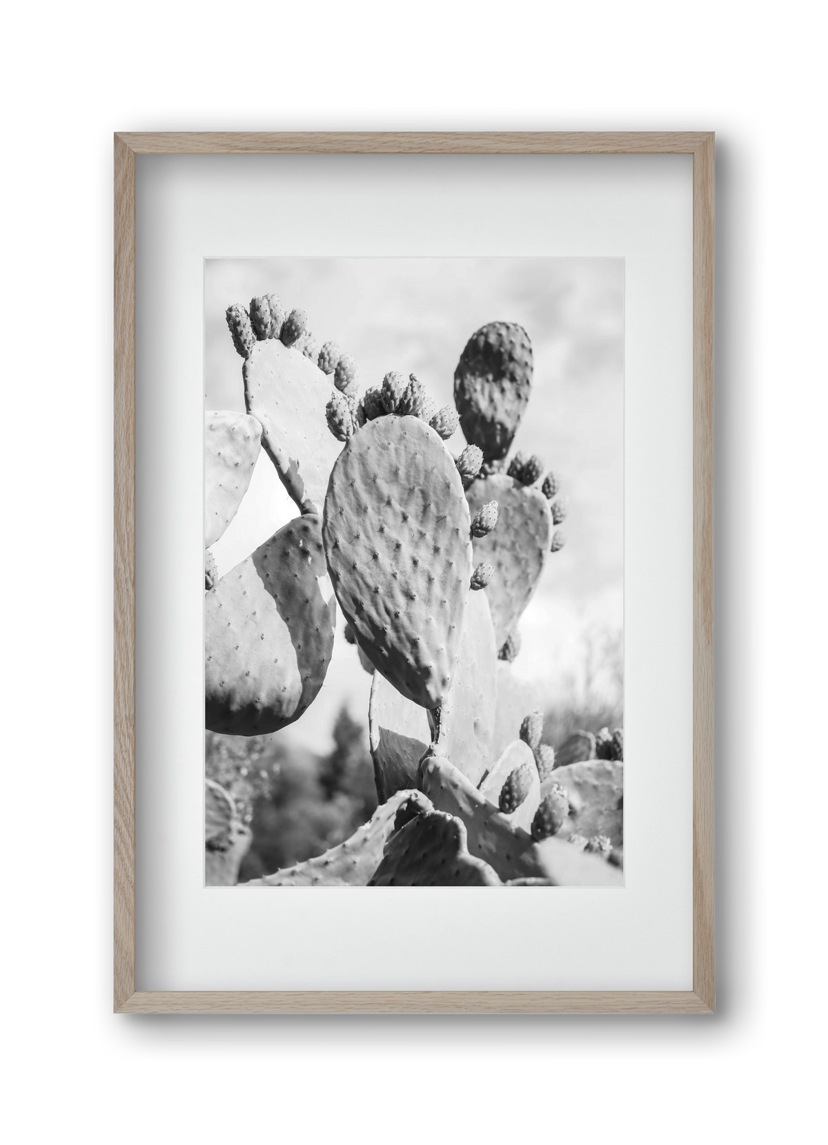 Cacti Cowboy, 30x45 cm (20x30 cm), Tölgy keret, paszpartuval