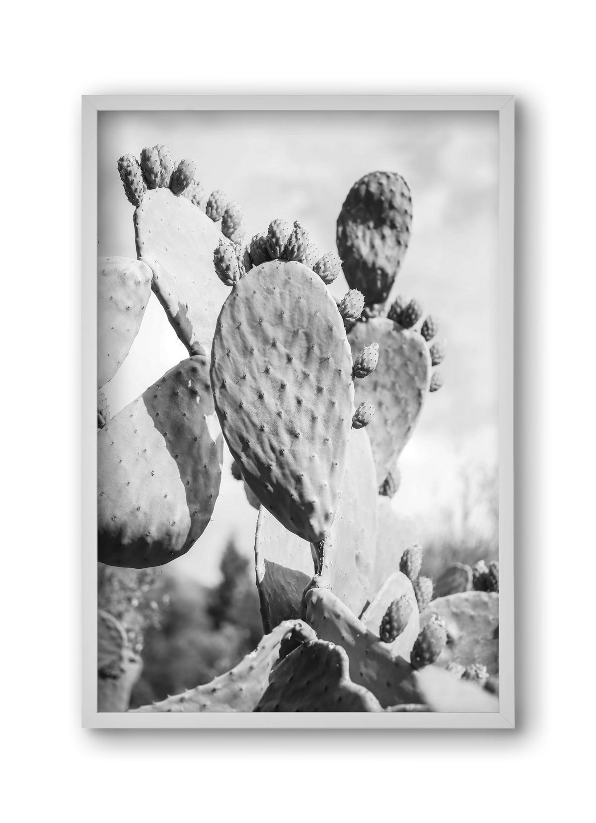 Cacti Cowboy, 30x45 cm (30x45 cm), Fehér keret