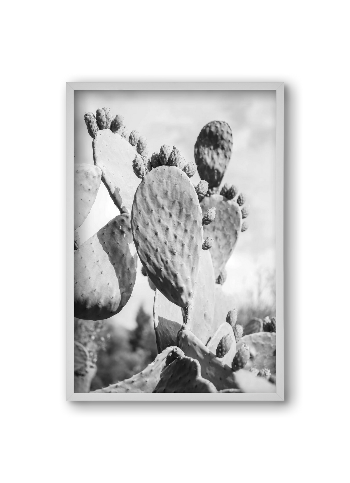 Cacti Cowboy, 20x30 cm (20x30 cm), Fehér keret