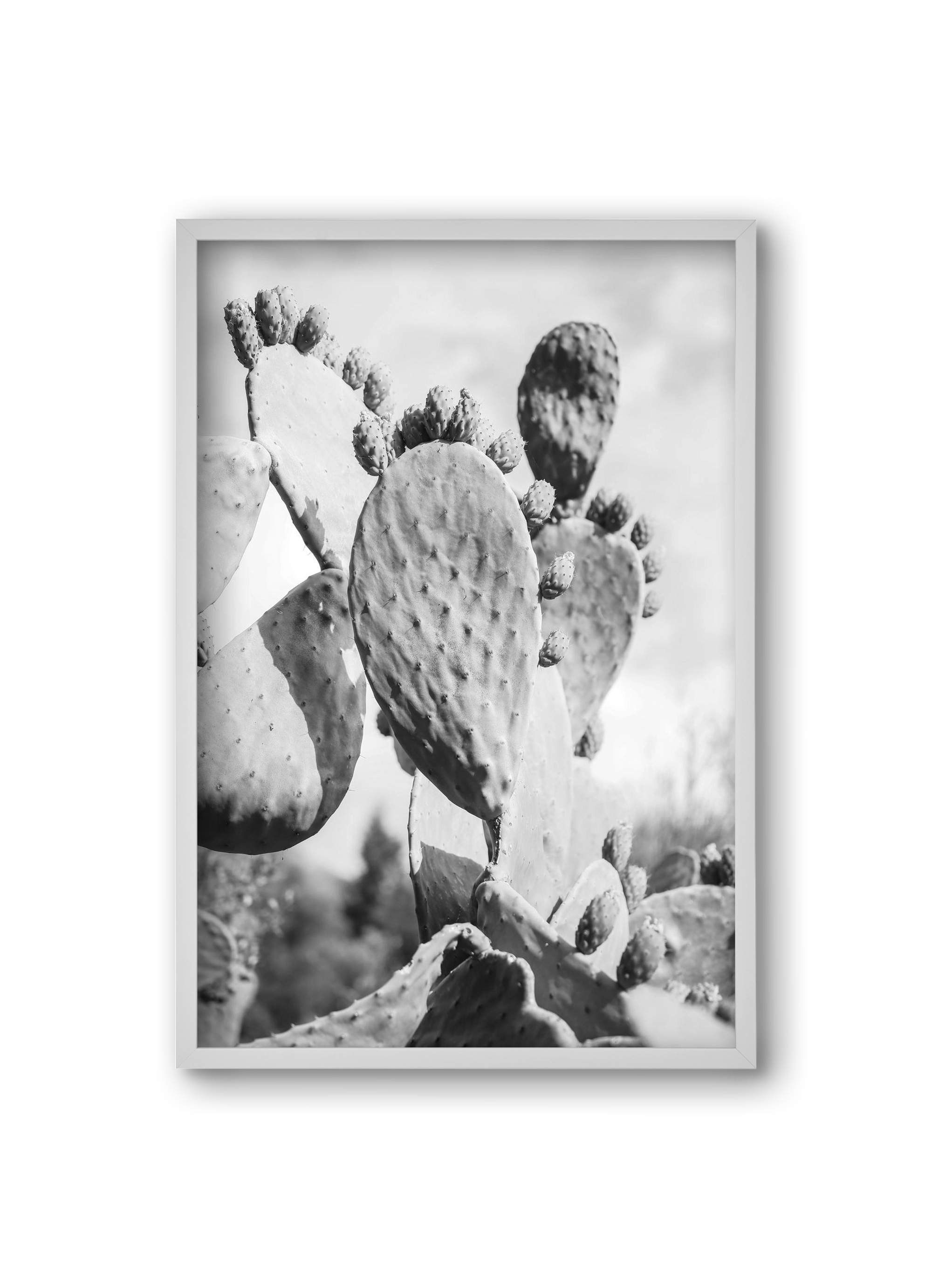 Cacti Cowboy, 20x30 cm (20x30 cm), Fehér keret