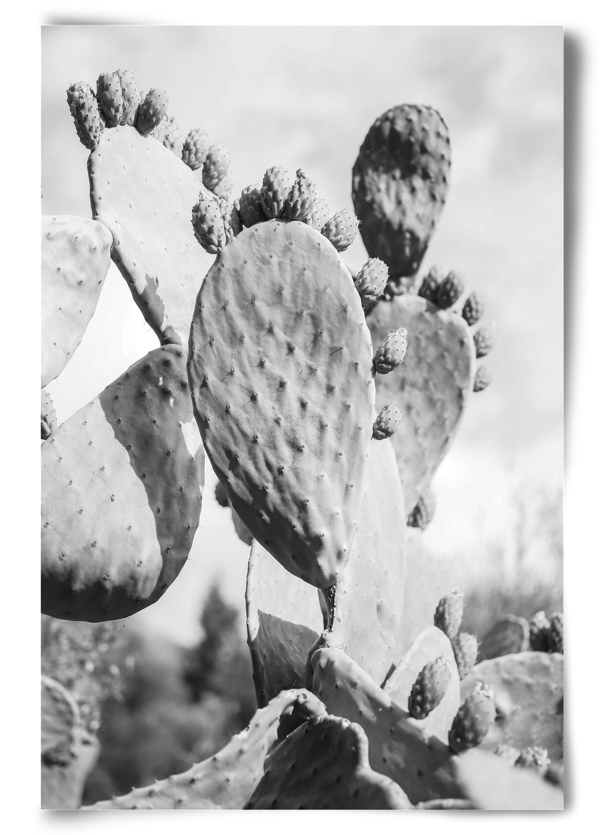 Cacti Cowboy, 60x90 cm, Keret nélkül