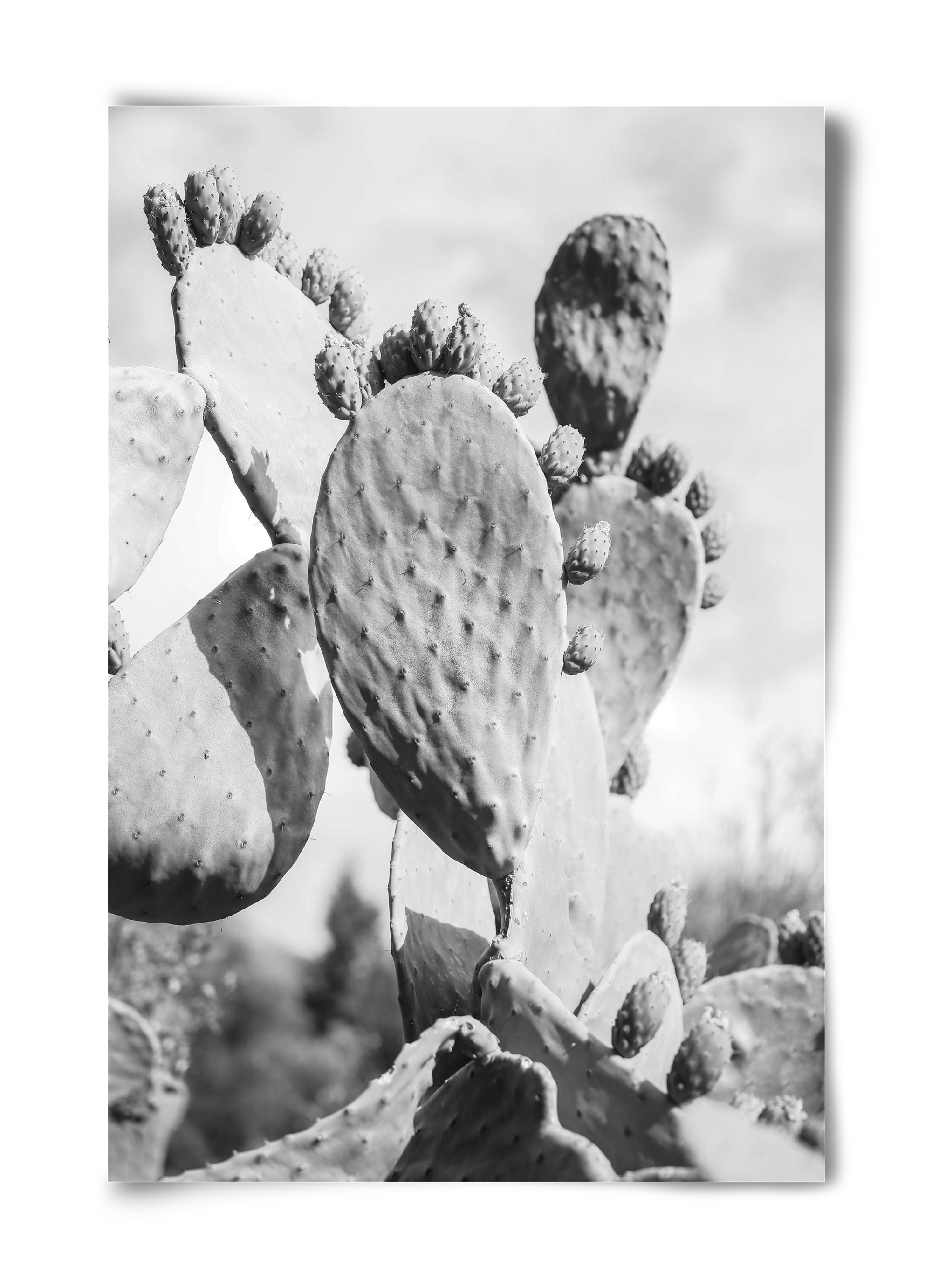 Cacti Cowboy, 40x60 cm, Keret nélkül