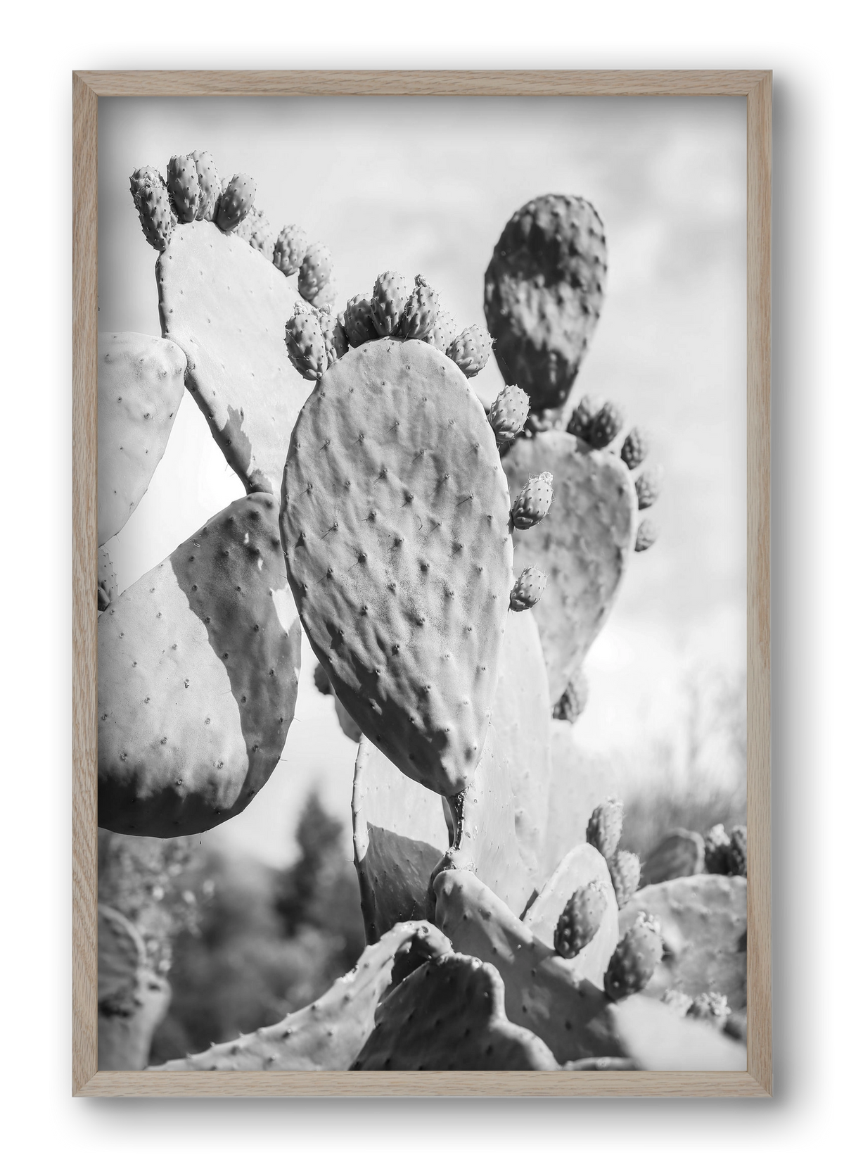 Cacti Cowboy, 40x60 cm (40x60 cm), Tölgy keret