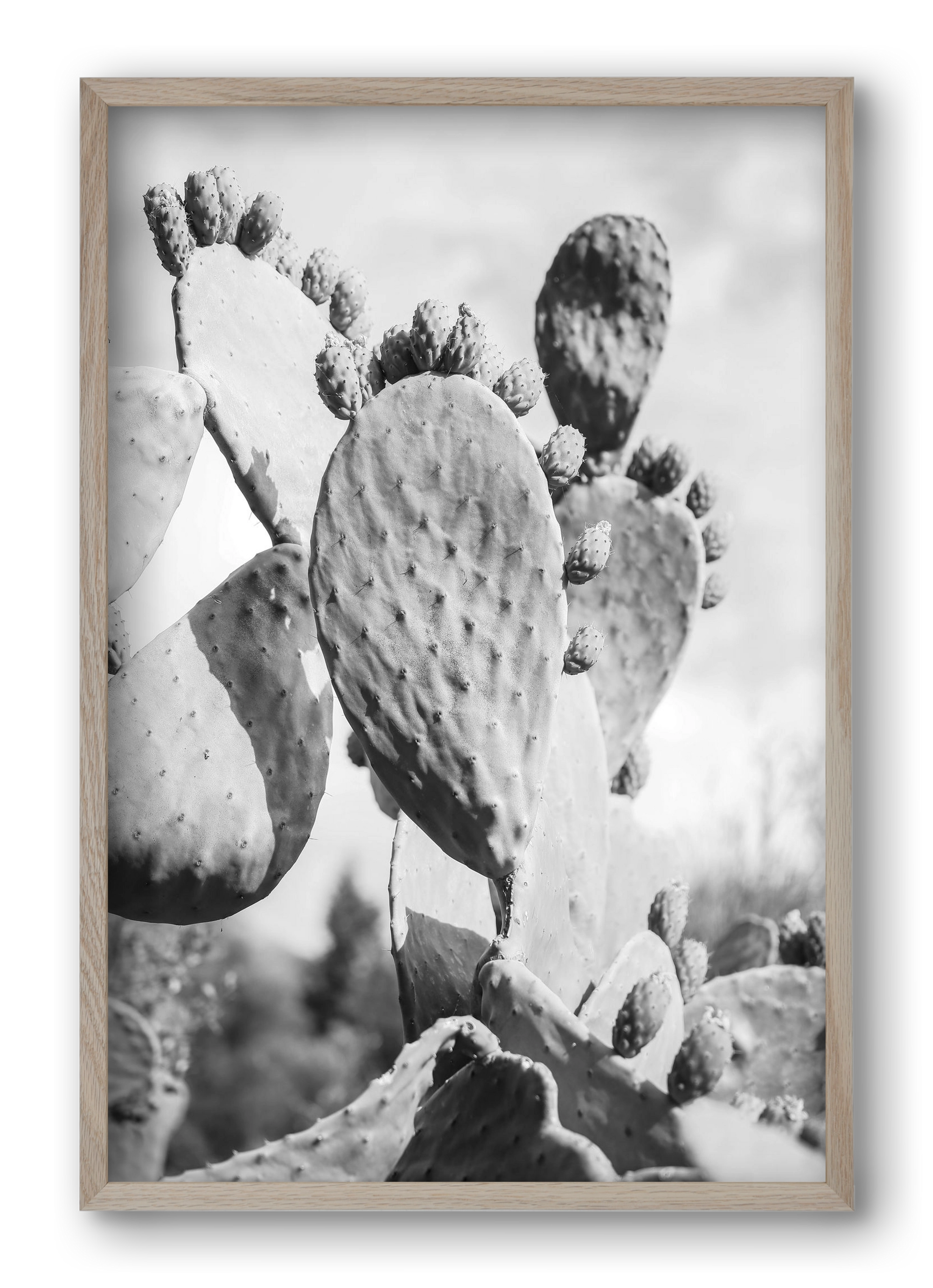 Cacti Cowboy, 40x60 cm (40x60 cm), Tölgy keret