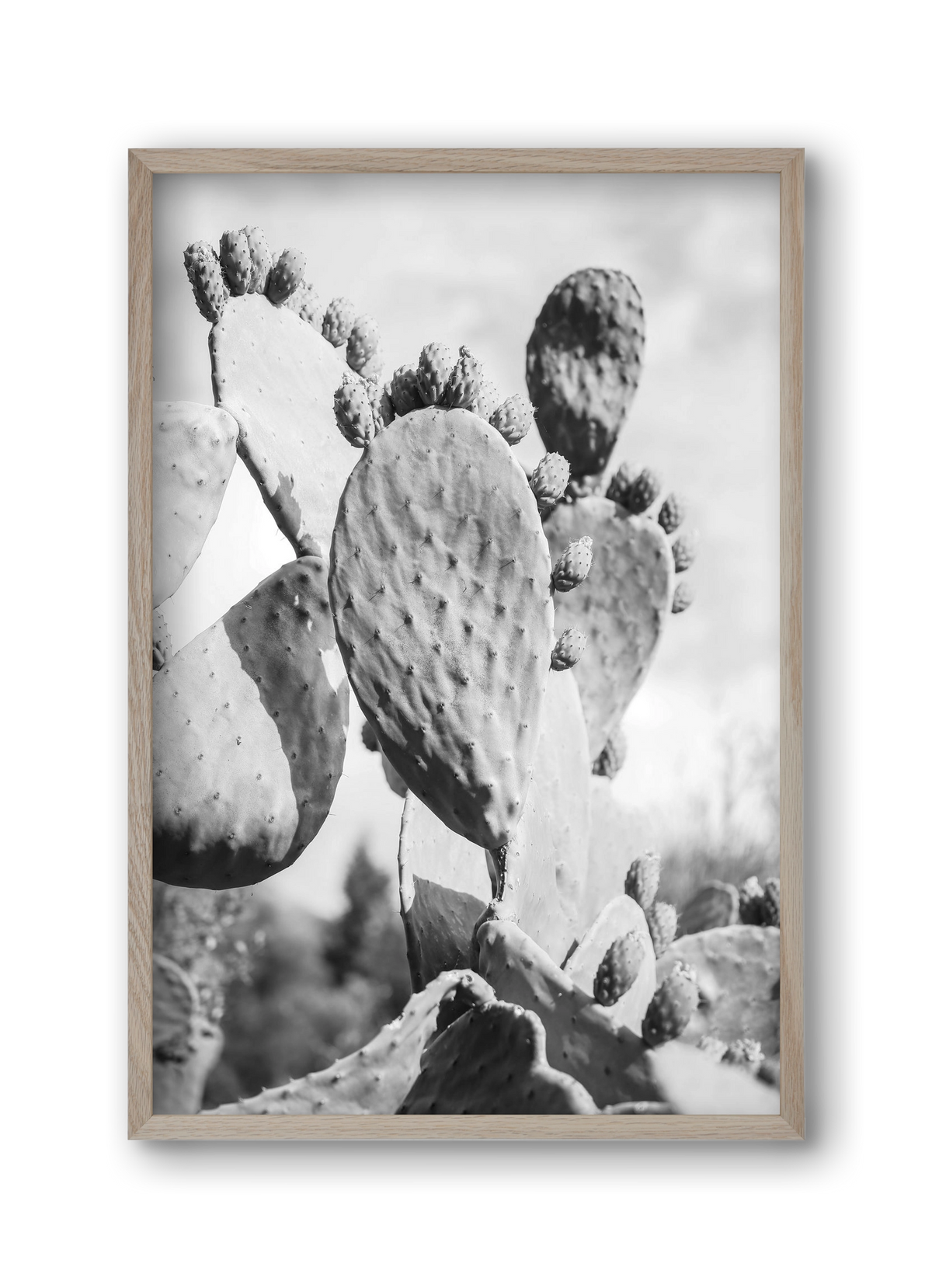 Cacti Cowboy, 30x45 cm (30x45 cm), Tölgy keret