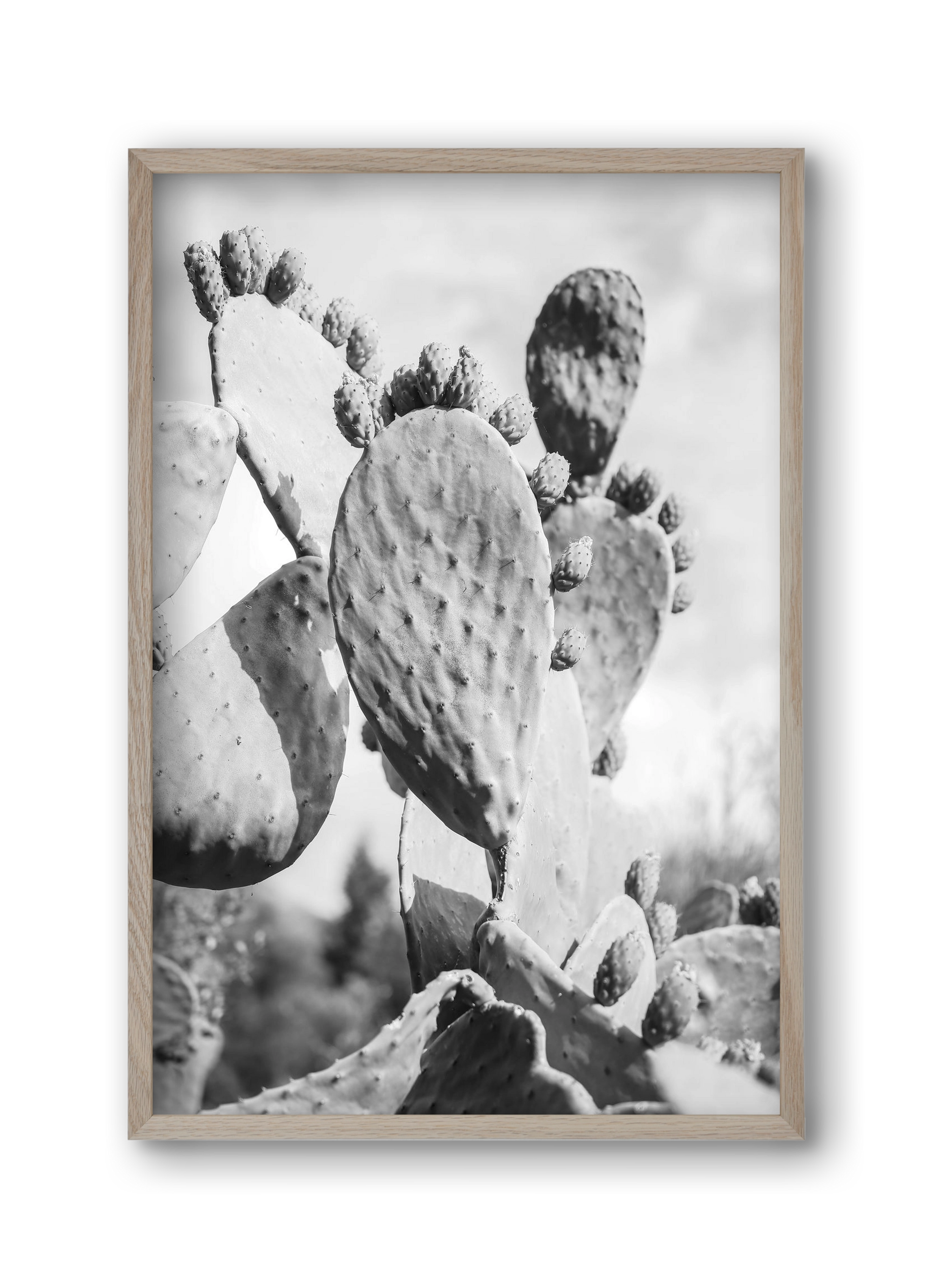 Cacti Cowboy, 30x45 cm (30x45 cm), Tölgy keret