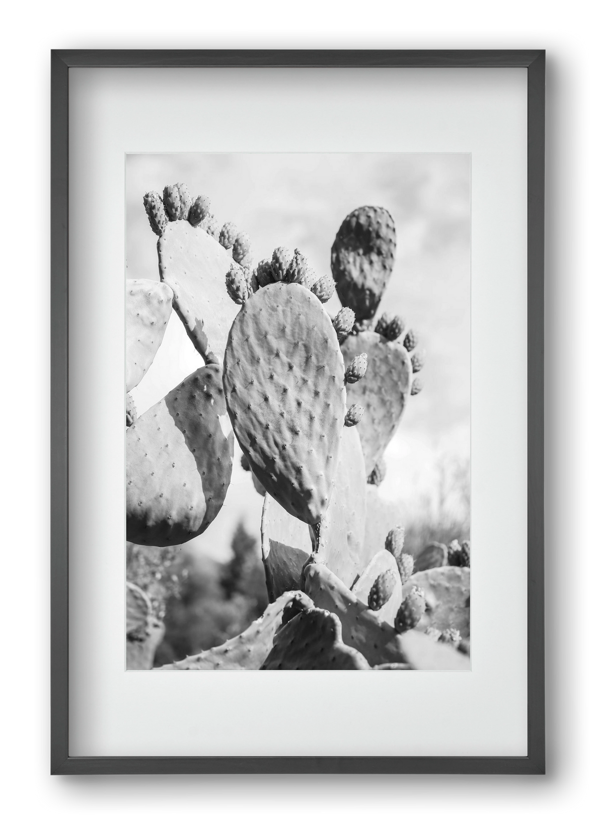 Cacti Cowboy, 40x60 cm (30x45 cm), Fekete keret, paszpartuval