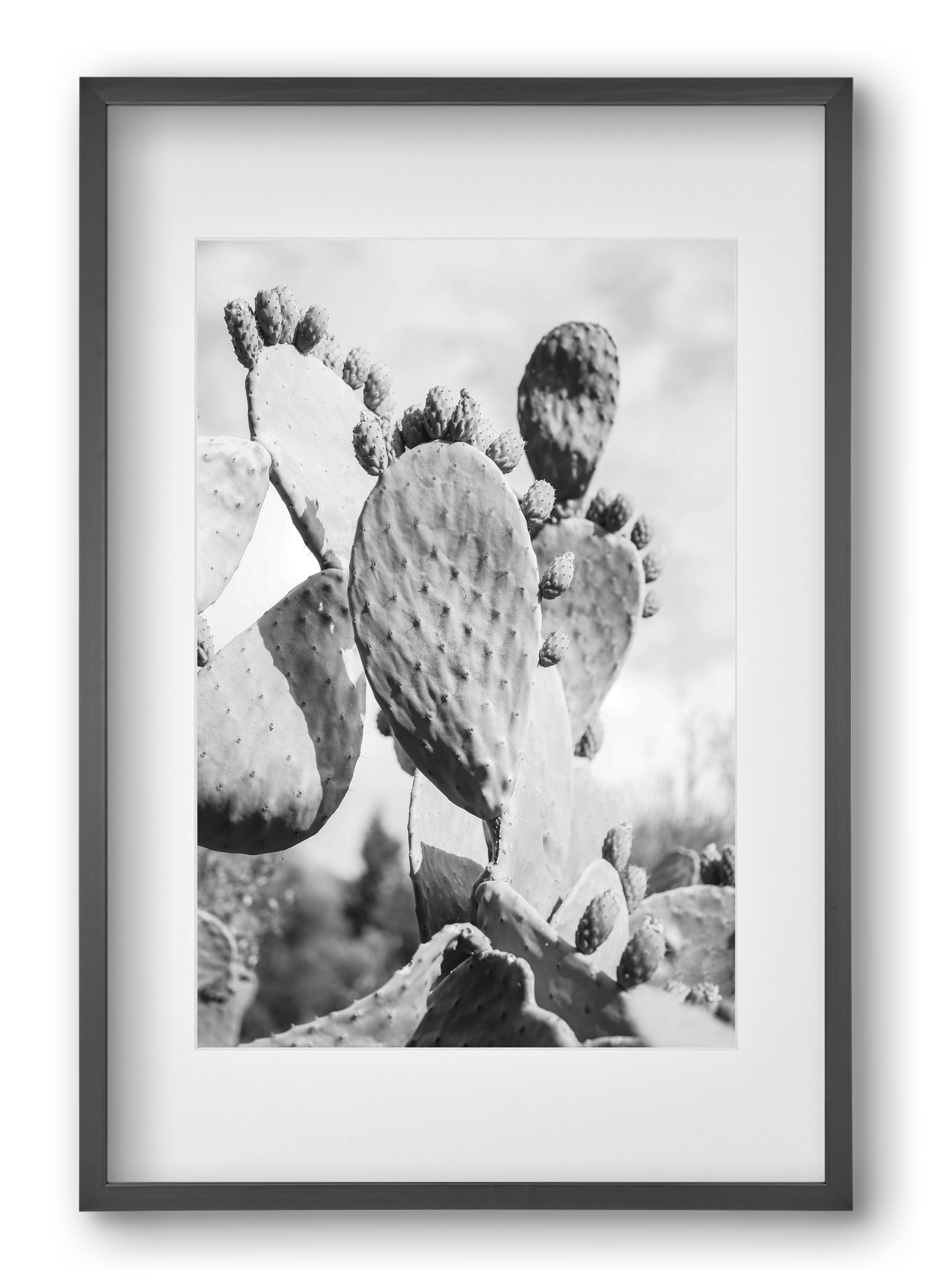 Cacti Cowboy, 40x60 cm (30x45 cm), Fekete keret, paszpartuval