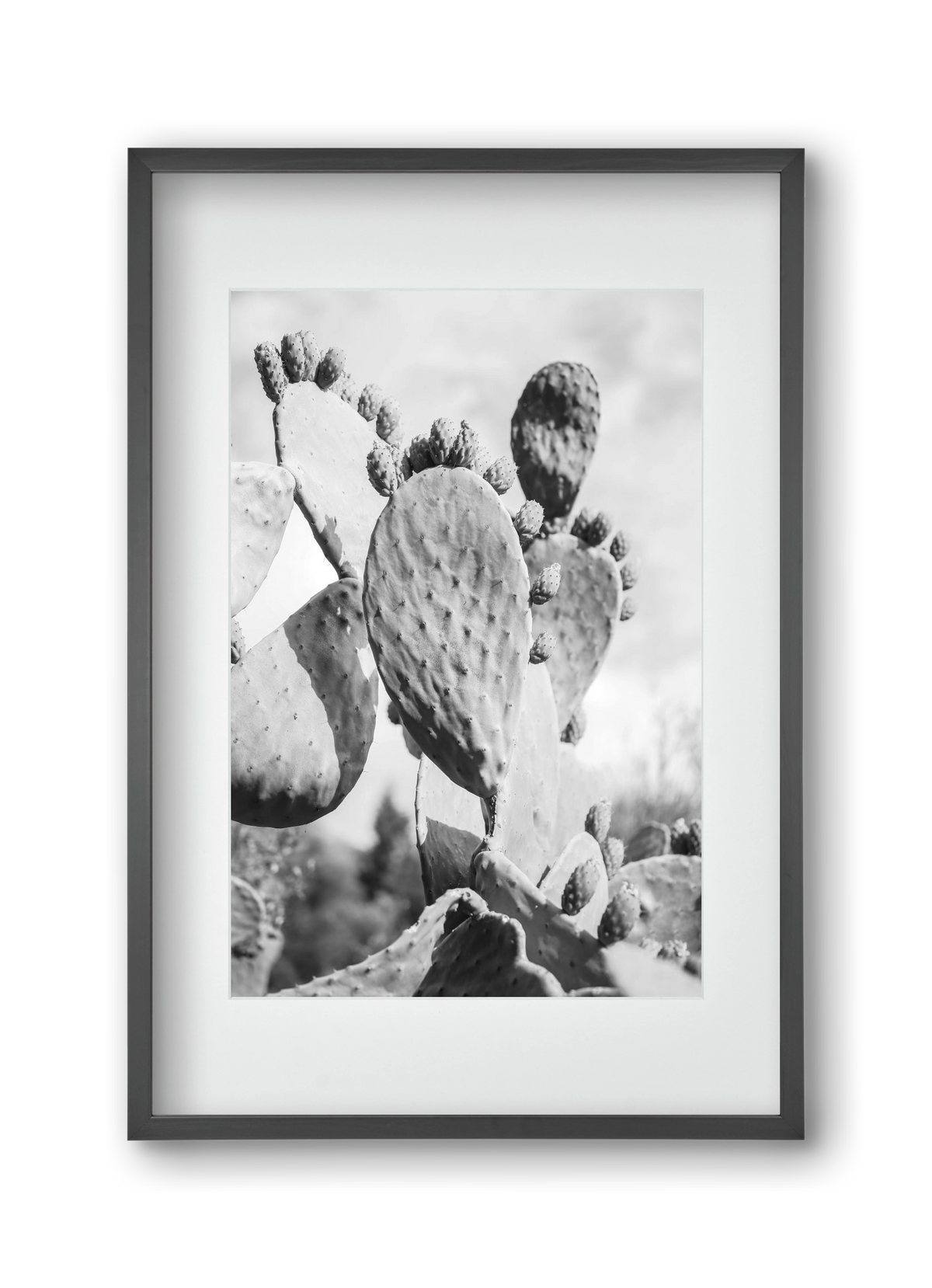 Cacti Cowboy, 30x45 cm (20x30 cm), Fekete keret, paszpartuval