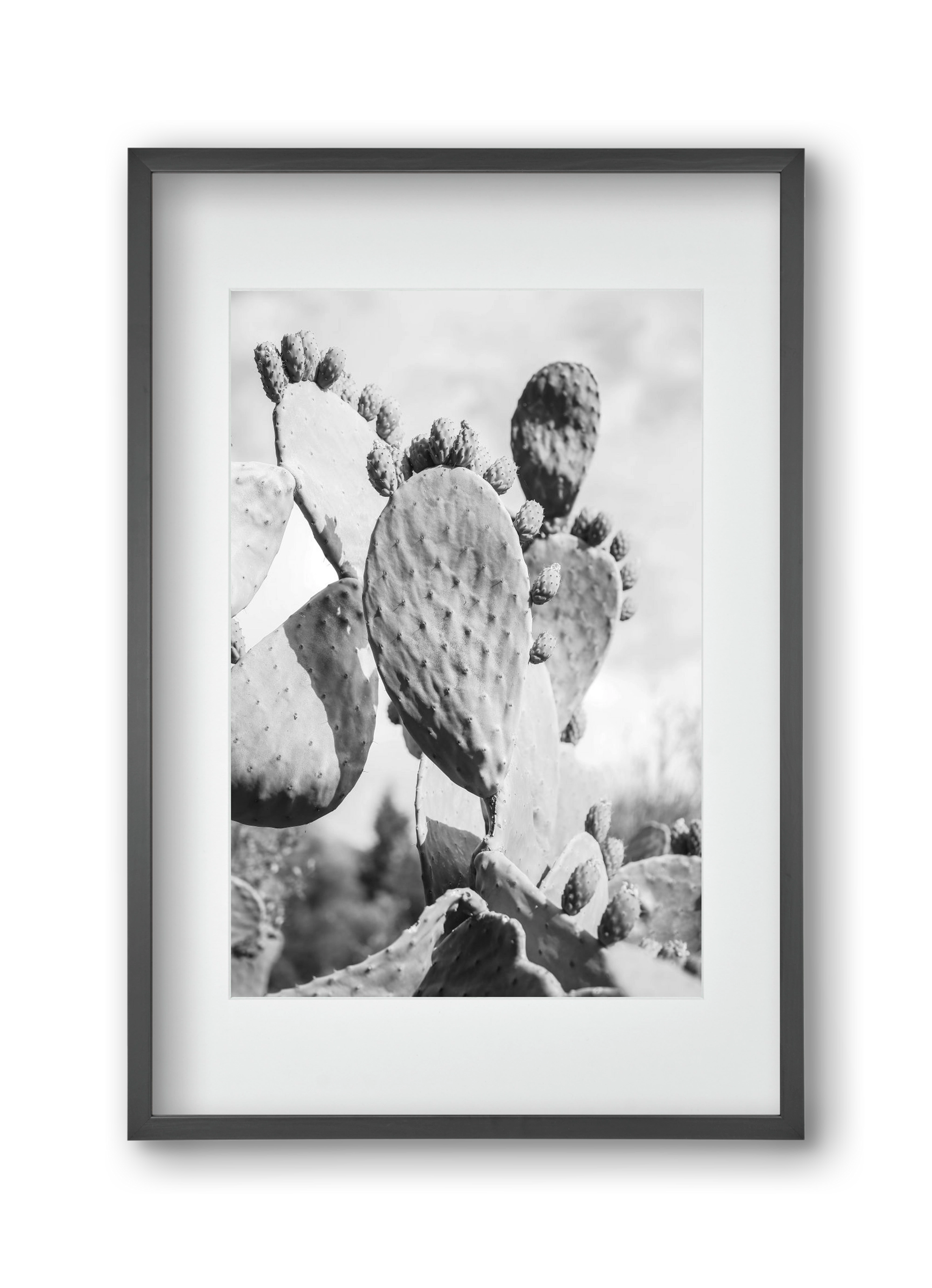 Cacti Cowboy, 30x45 cm (20x30 cm), Fekete keret, paszpartuval