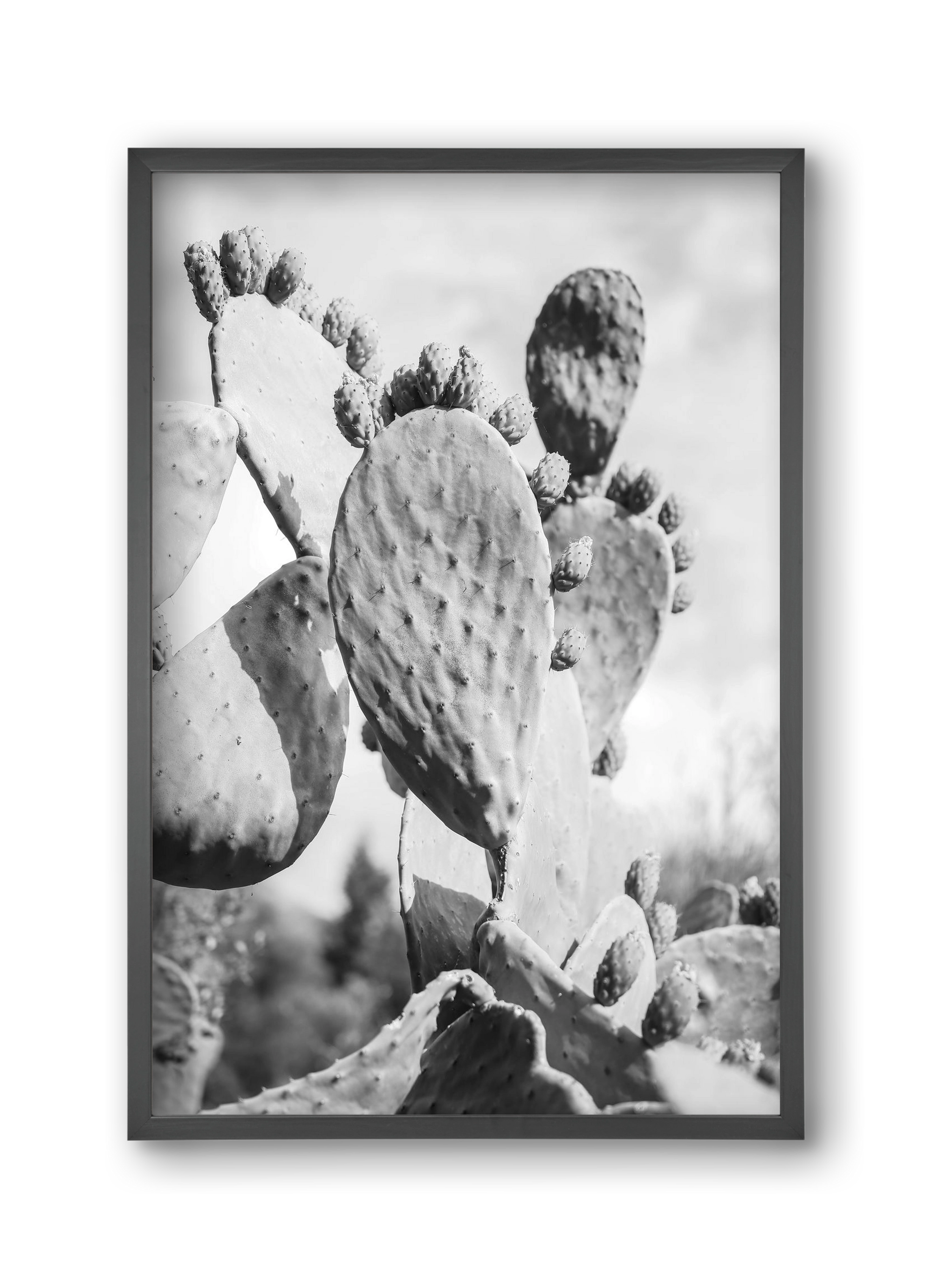 Cacti Cowboy, 30x45 cm (30x45 cm), Fekete keret