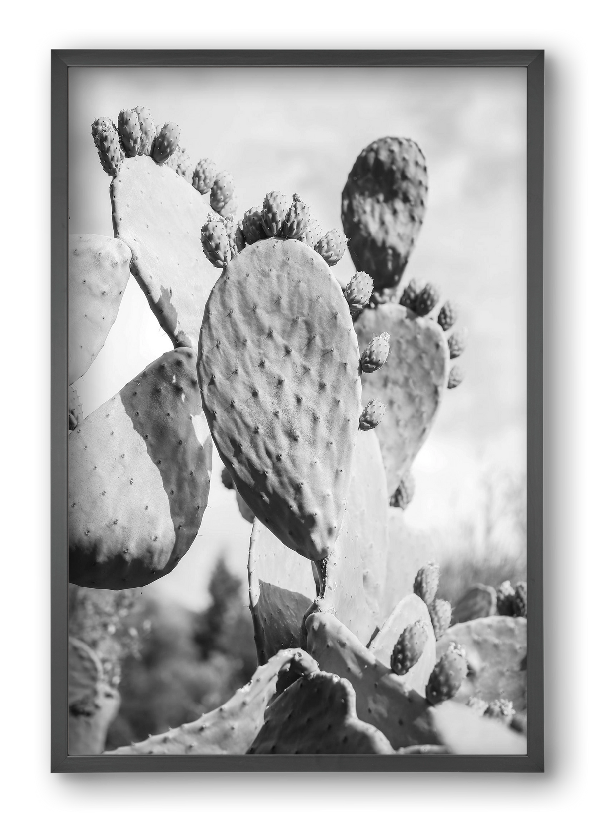 Cacti Cowboy, 40x60 cm (40x60 cm), Fekete keret