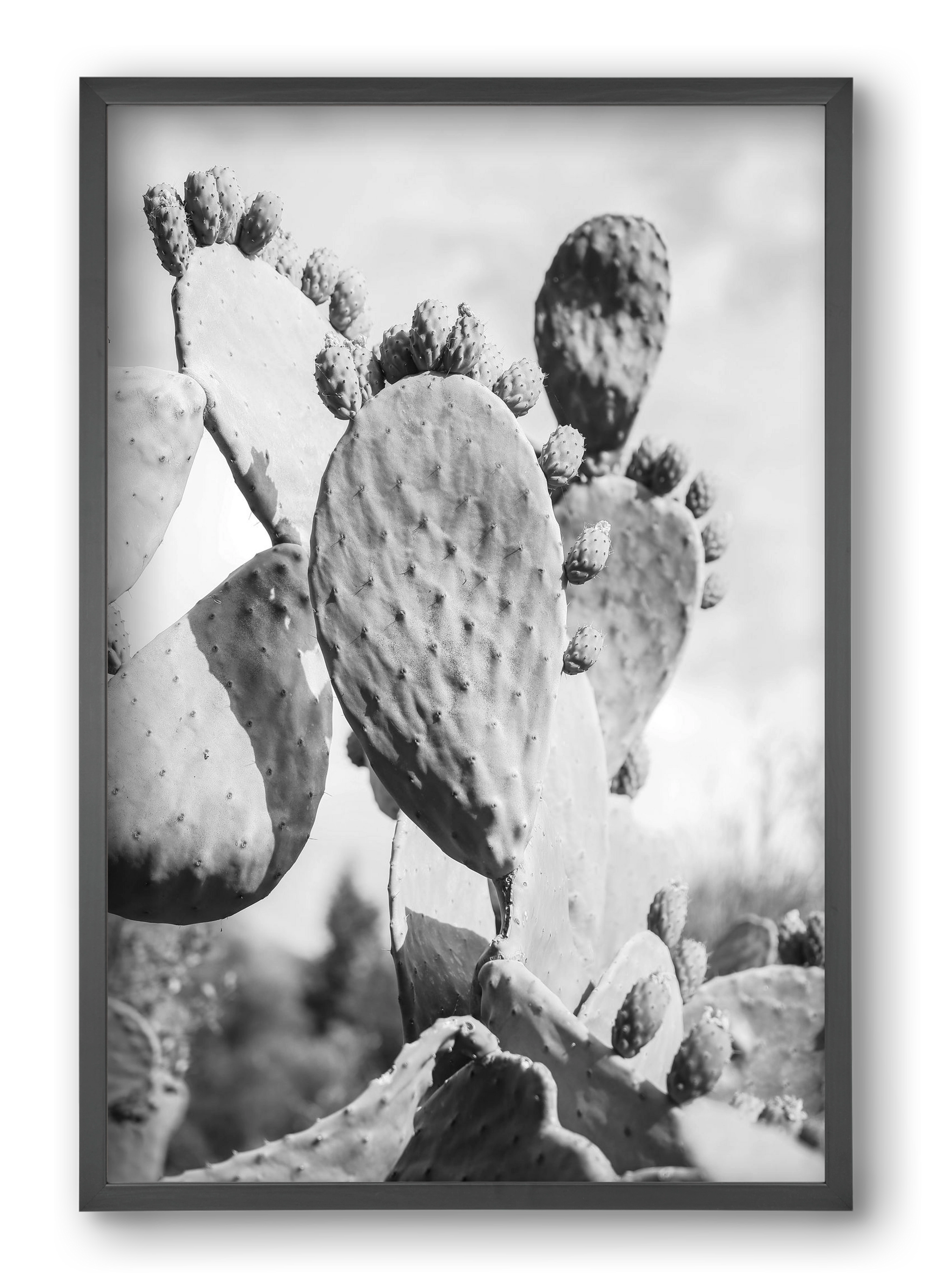 Cacti Cowboy, 40x60 cm (40x60 cm), Fekete keret