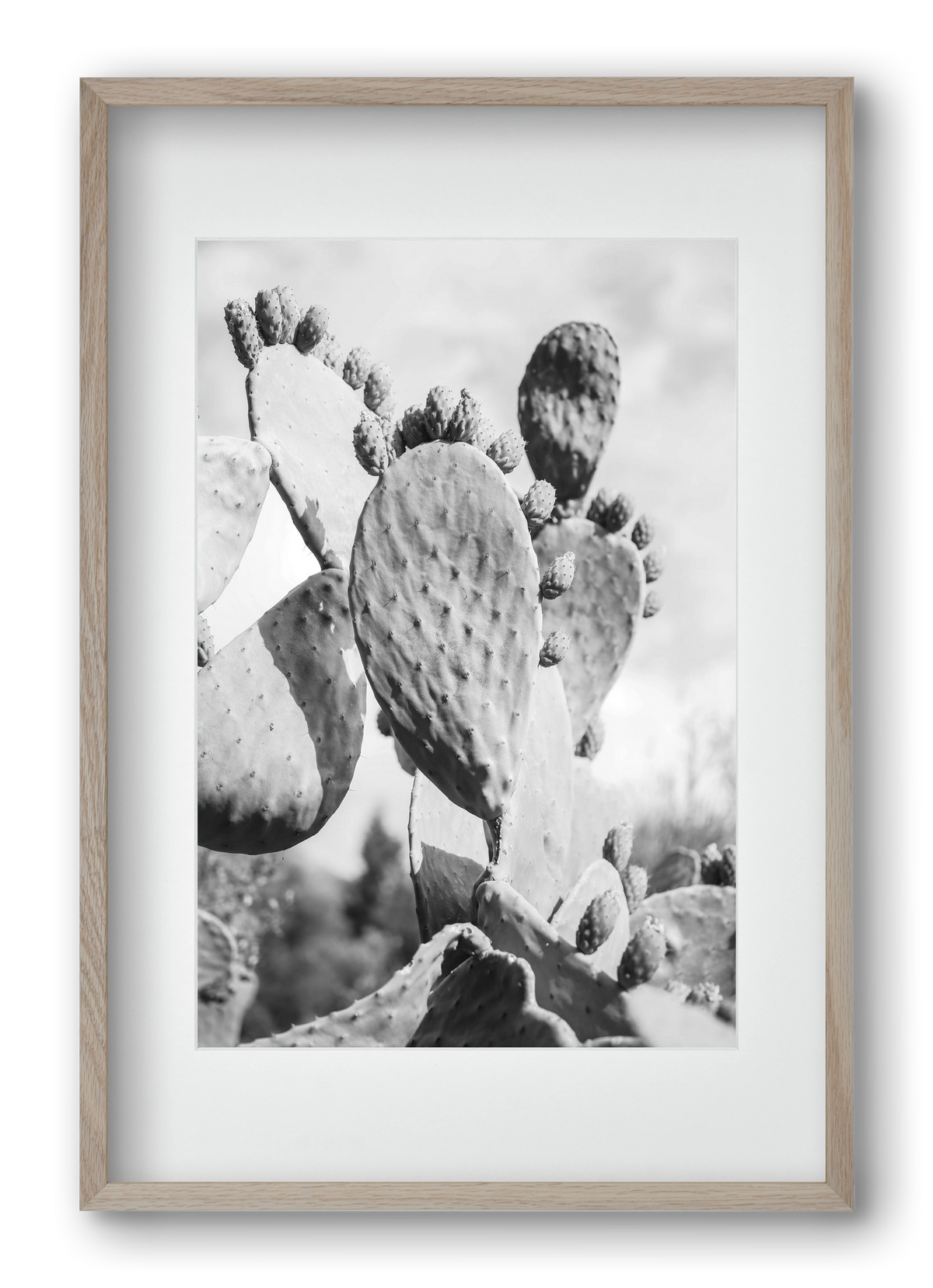 Cacti Cowboy, 40x60 cm (30x45 cm), Tölgy keret, paszpartuval