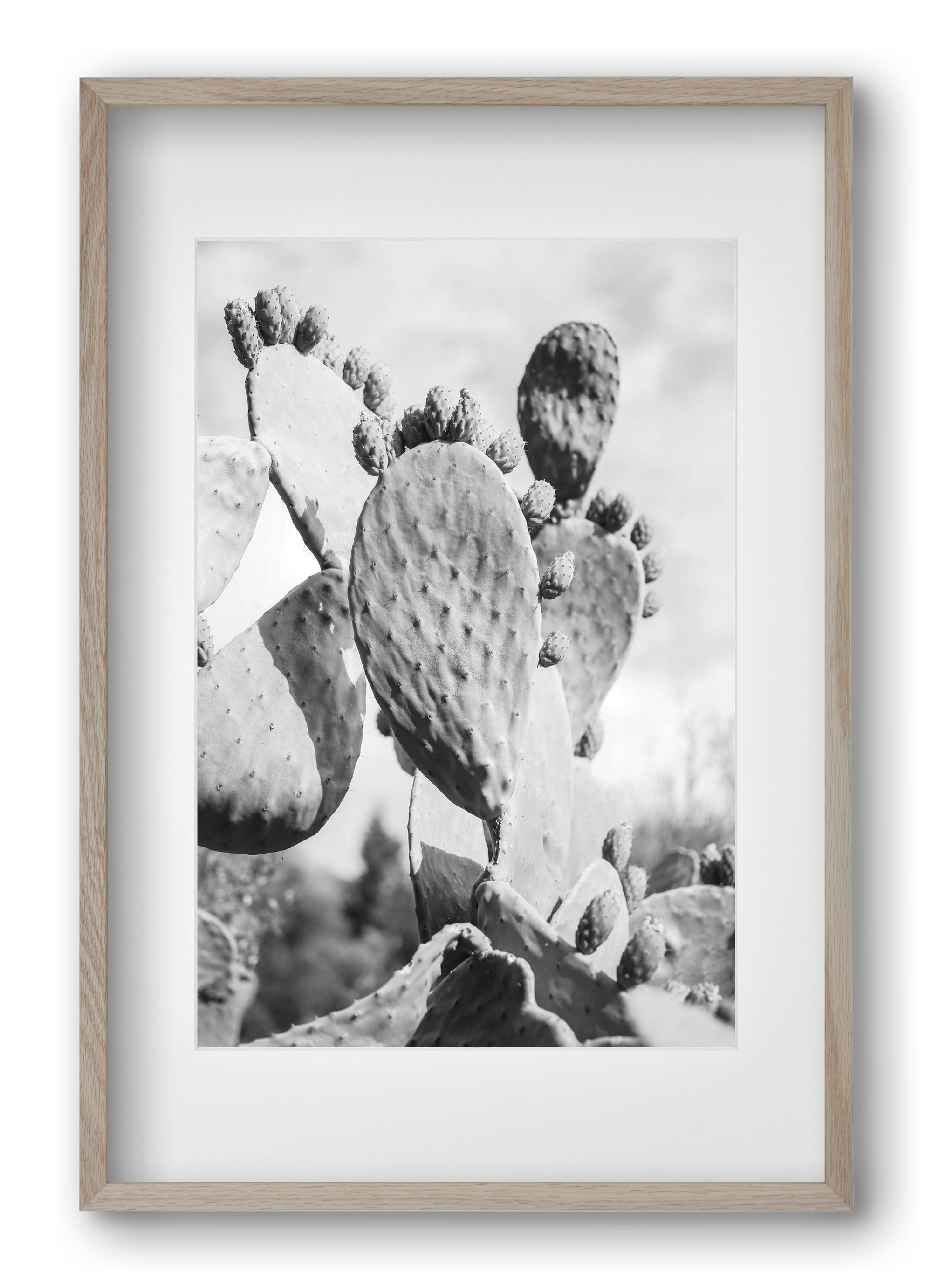 Cacti Cowboy, 40x60 cm (30x45 cm), Tölgy keret, paszpartuval