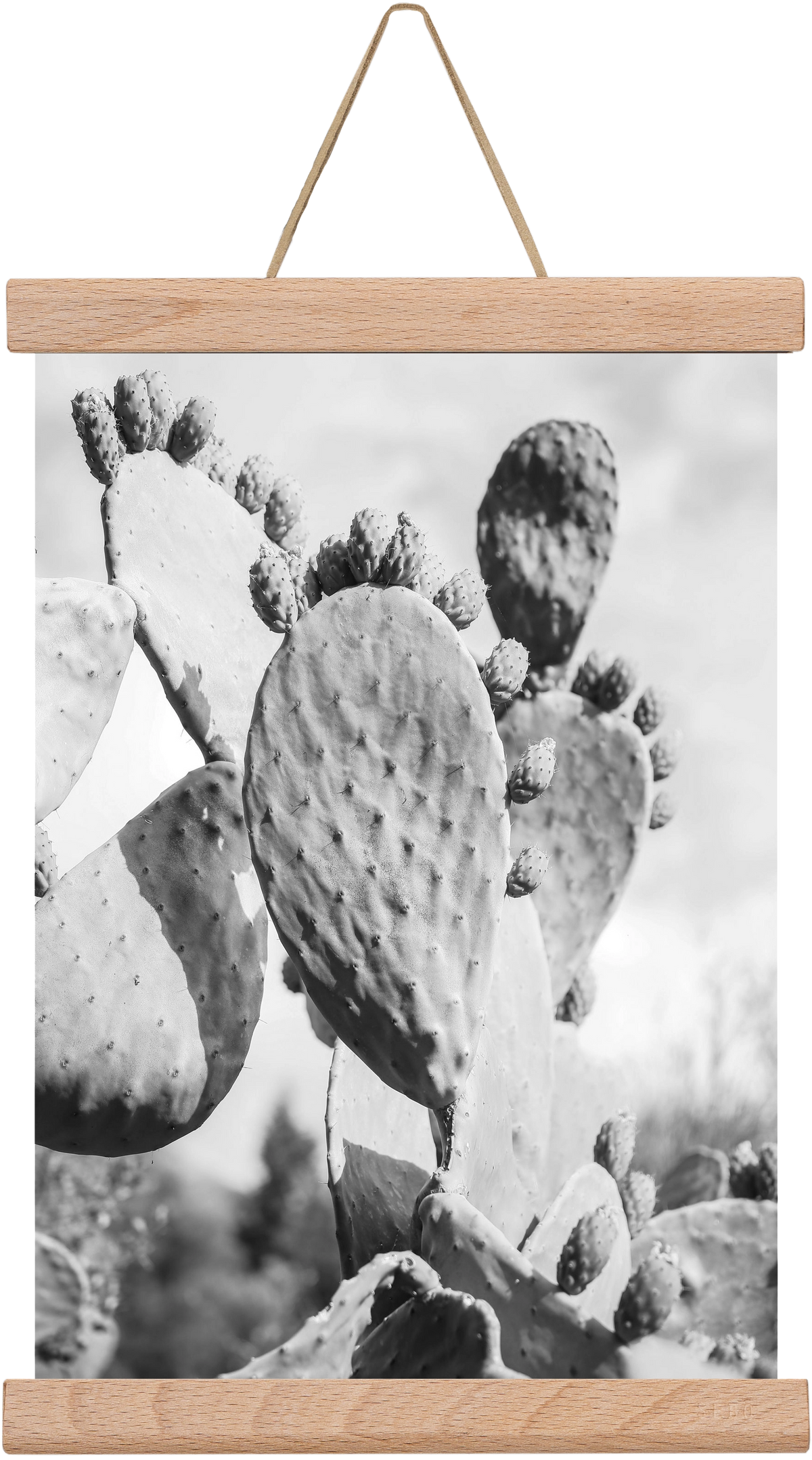 Cacti Cowboy, 20x30 cm (20x30 cm), Tölgy akasztó