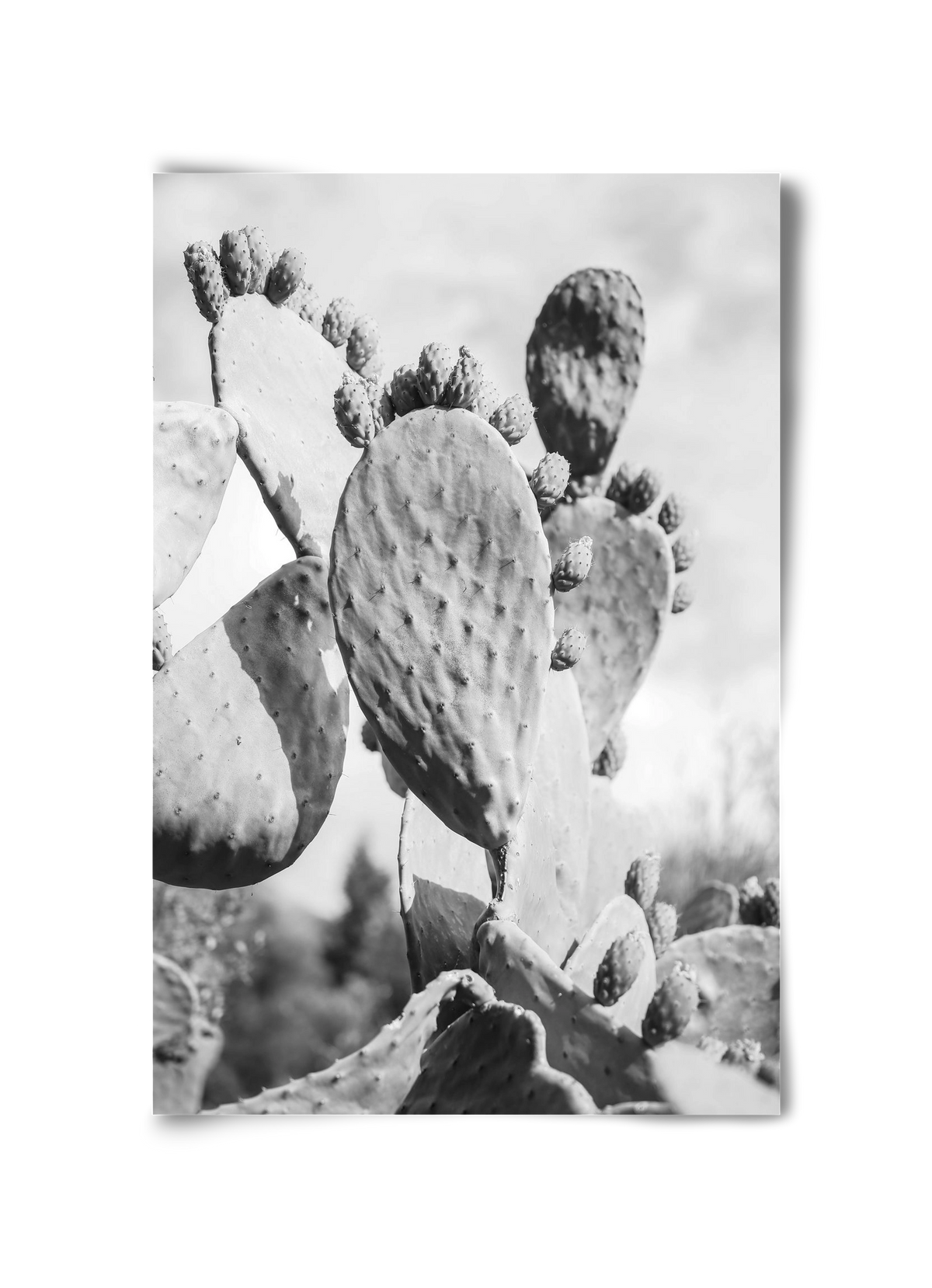 Cacti Cowboy, 30x45 cm, Keret nélkül