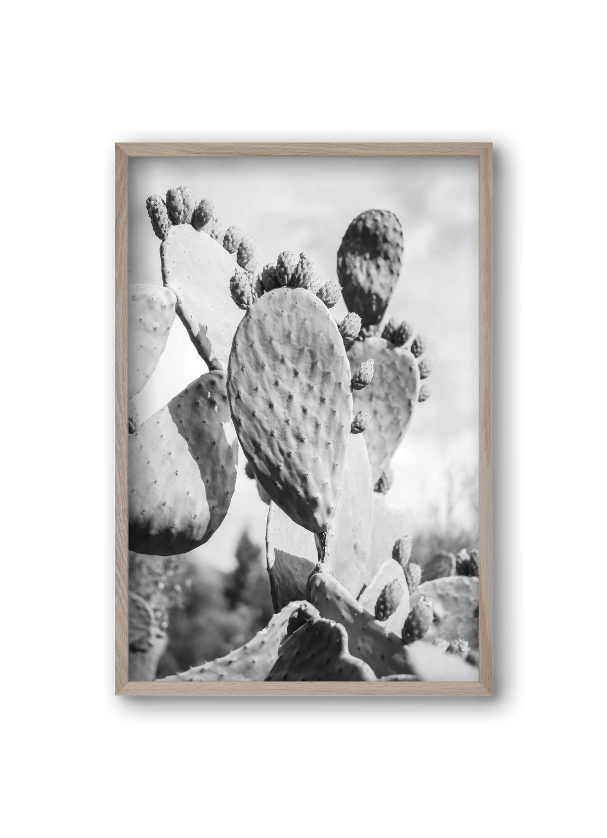 Cacti Cowboy, 20x30 cm (20x30 cm), Tölgy keret