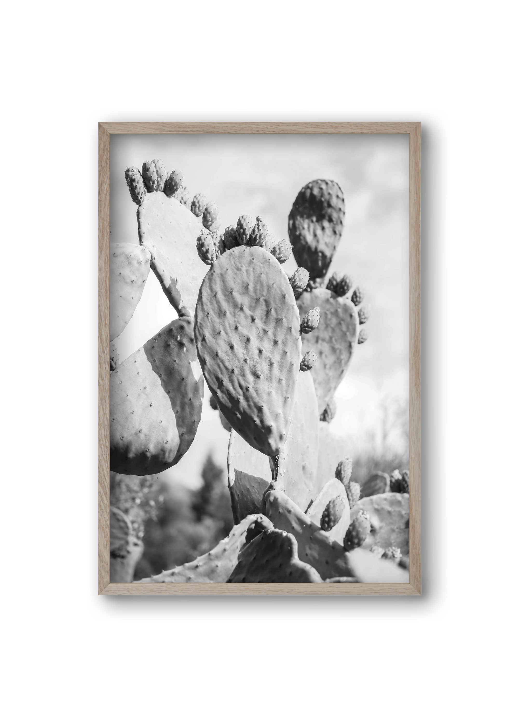 Cacti Cowboy, 20x30 cm (20x30 cm), Tölgy keret