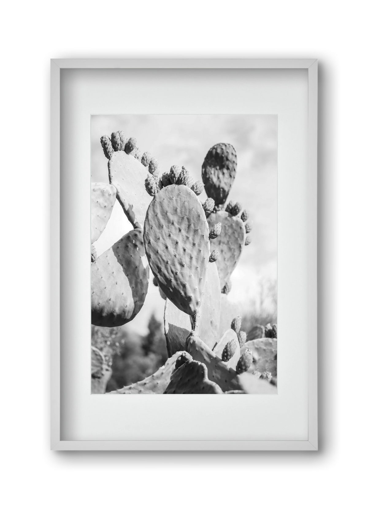 Cacti Cowboy, 30x45 cm (20x30 cm), Fehér keret, paszpartuval