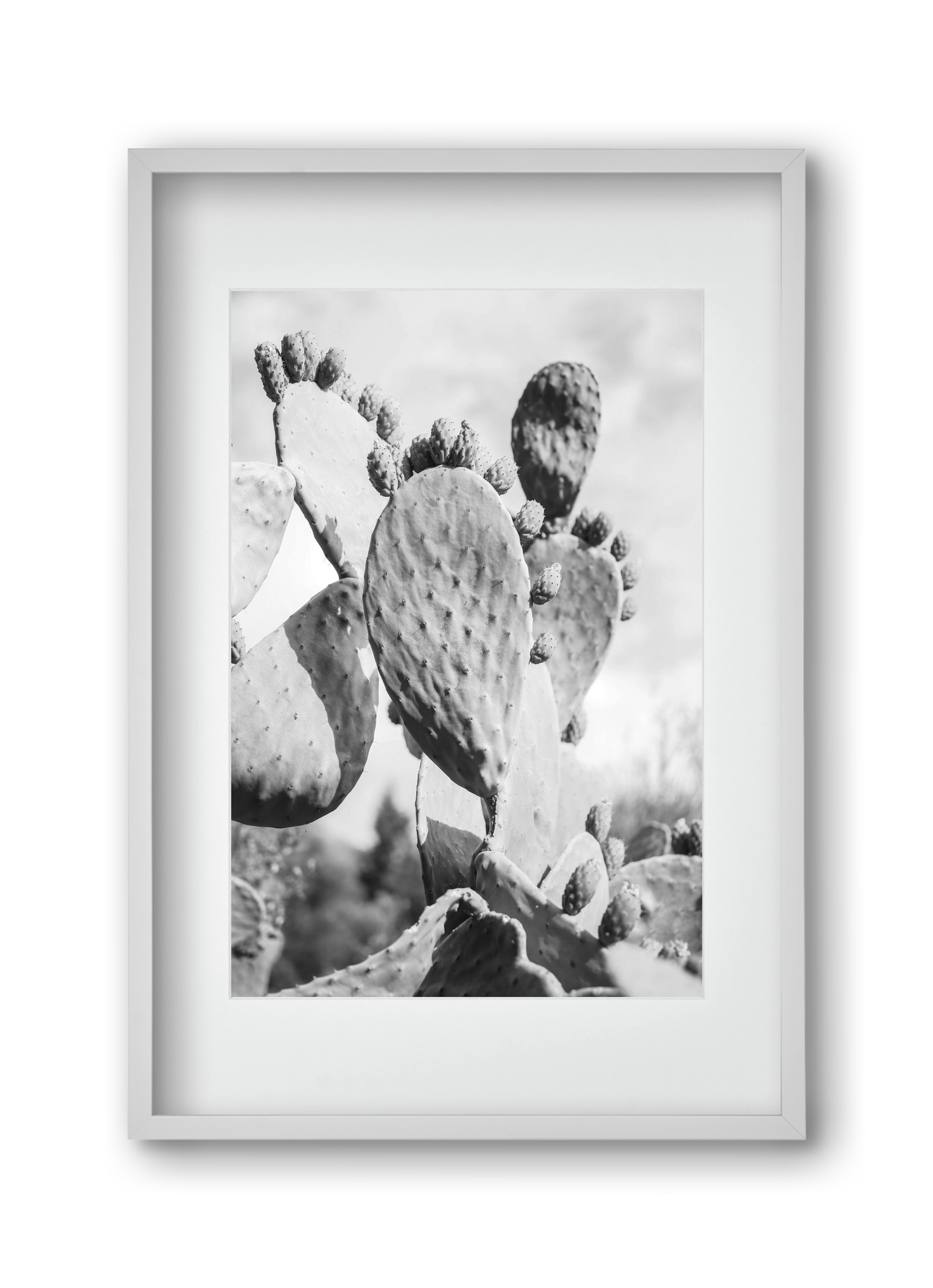 Cacti Cowboy, 30x45 cm (20x30 cm), Fehér keret, paszpartuval