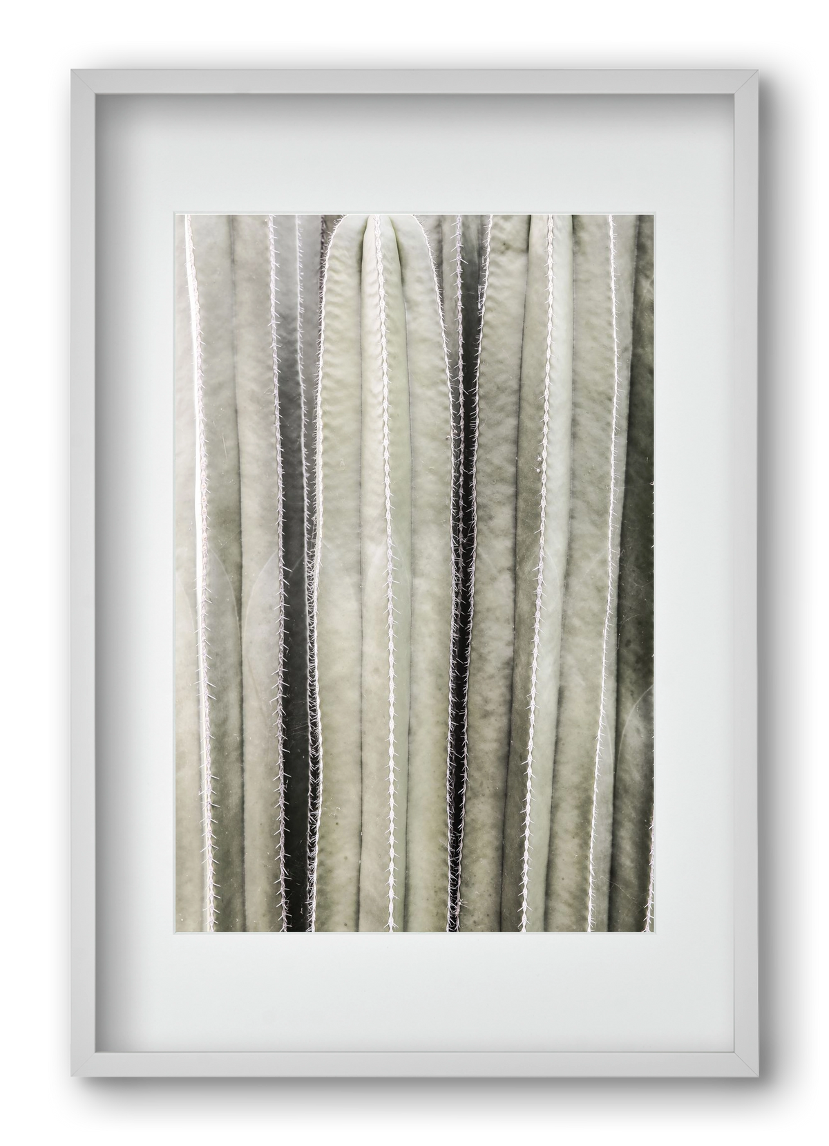 Cactiriver, 40x60 cm (30x45 cm), Fehér keret, paszpartuval