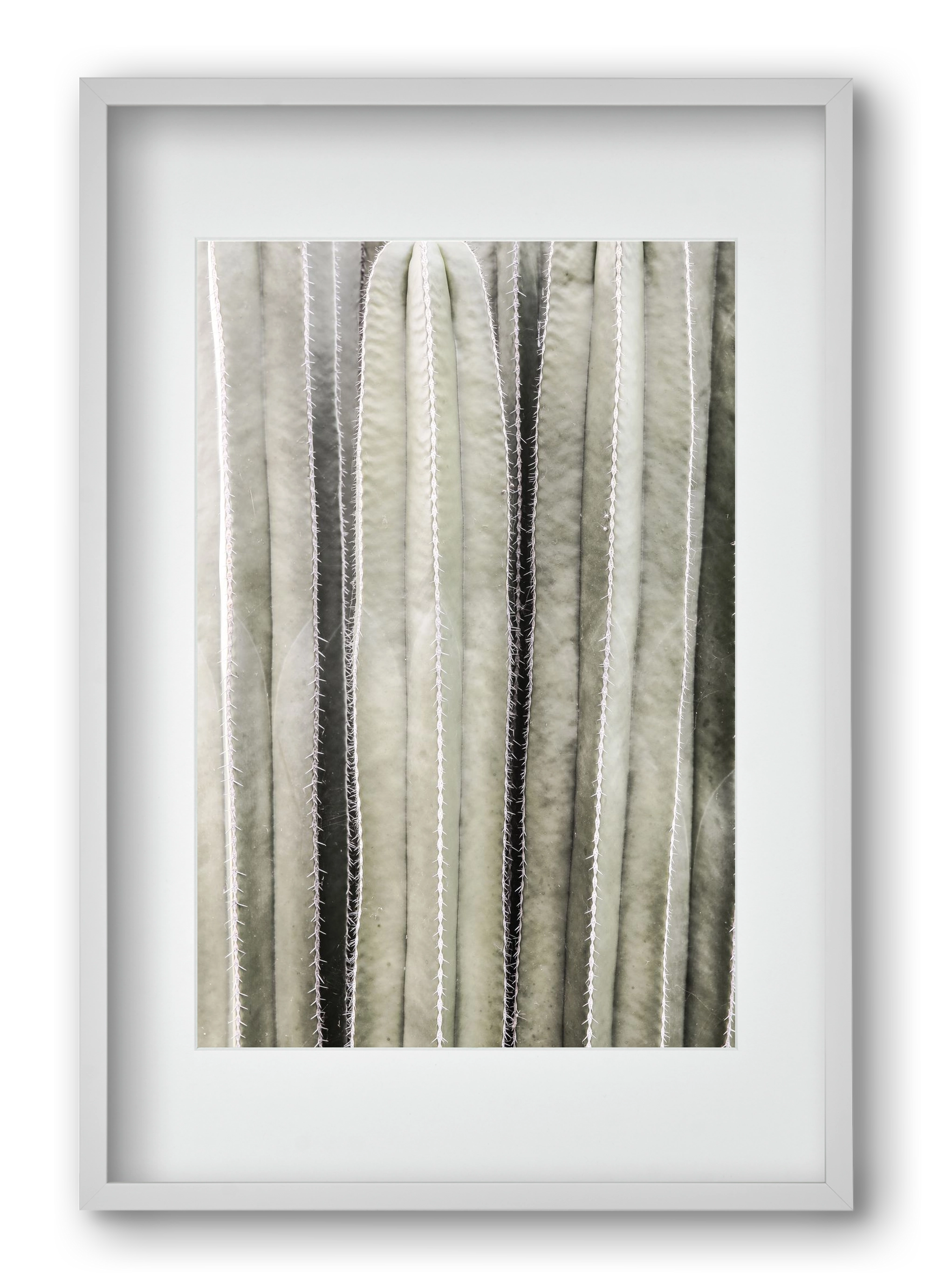 Cactiriver, 40x60 cm (30x45 cm), Fehér keret, paszpartuval