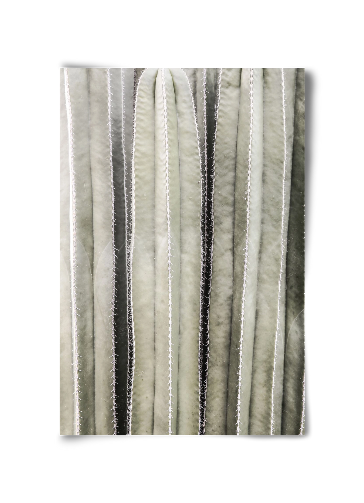 Cactiriver, 30x45 cm, Keret nélkül
